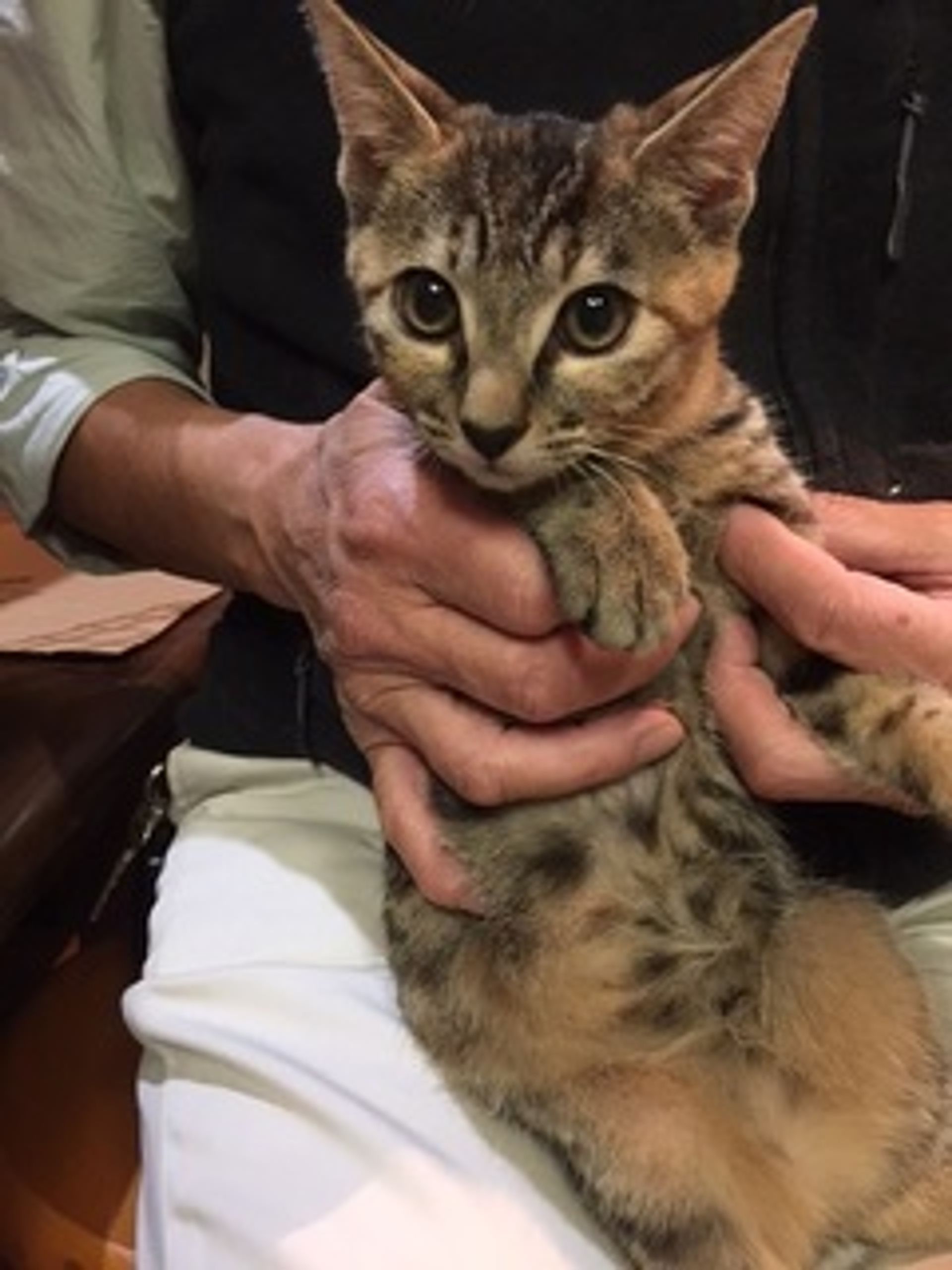 雑種（ミックス猫）・メスの里親募集の写真