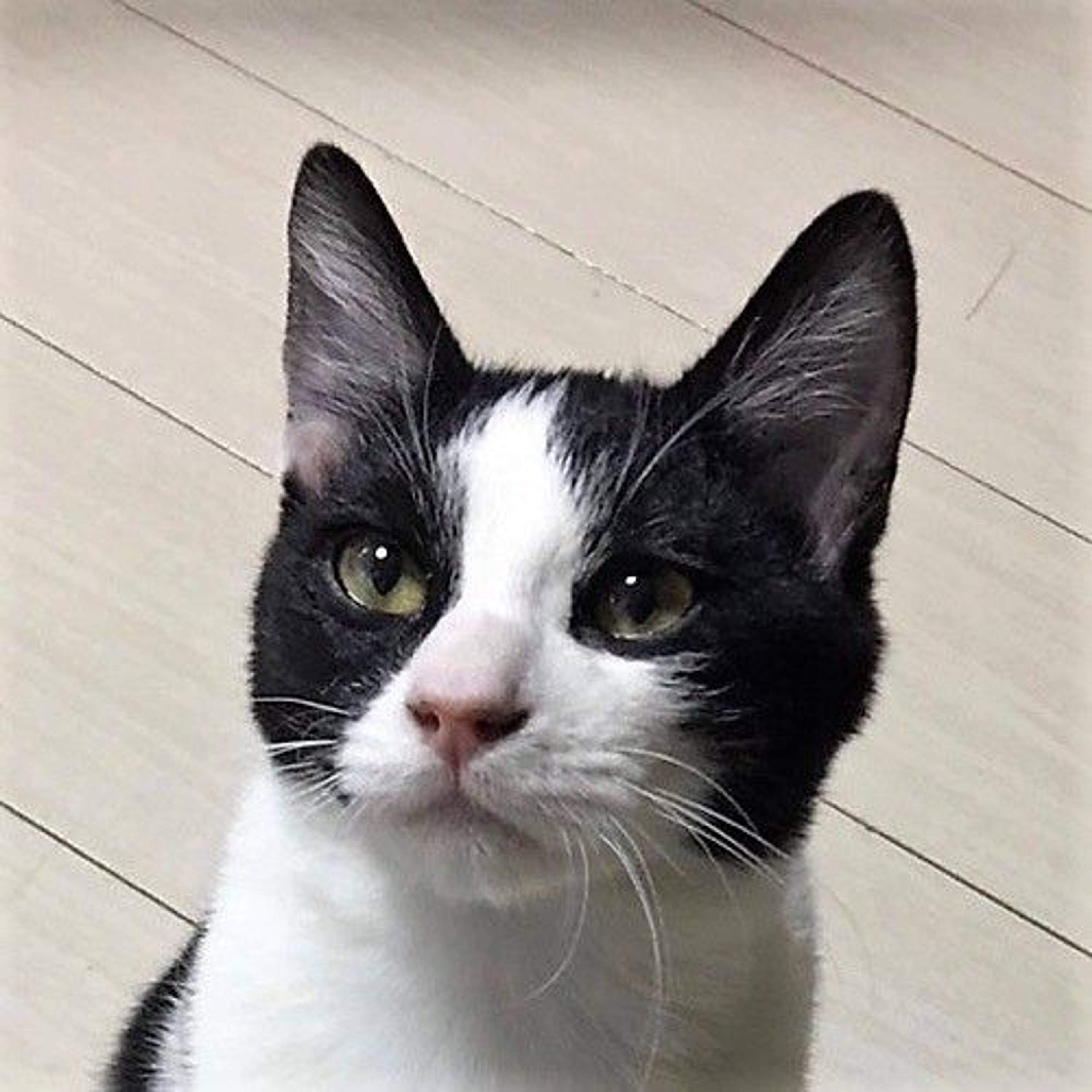 雑種（ミックス猫）・オスの里親募集の写真
