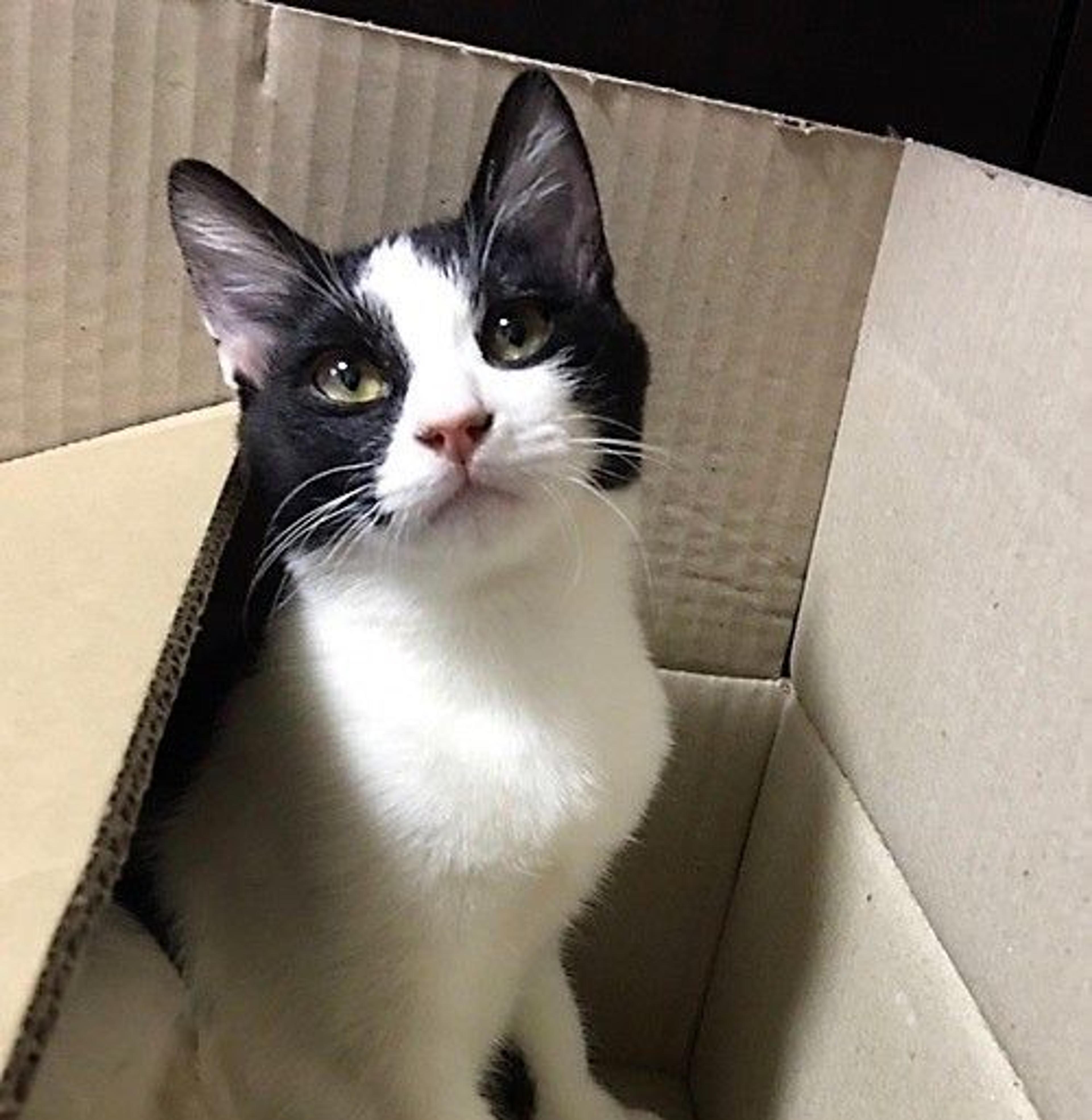 pet-image-2