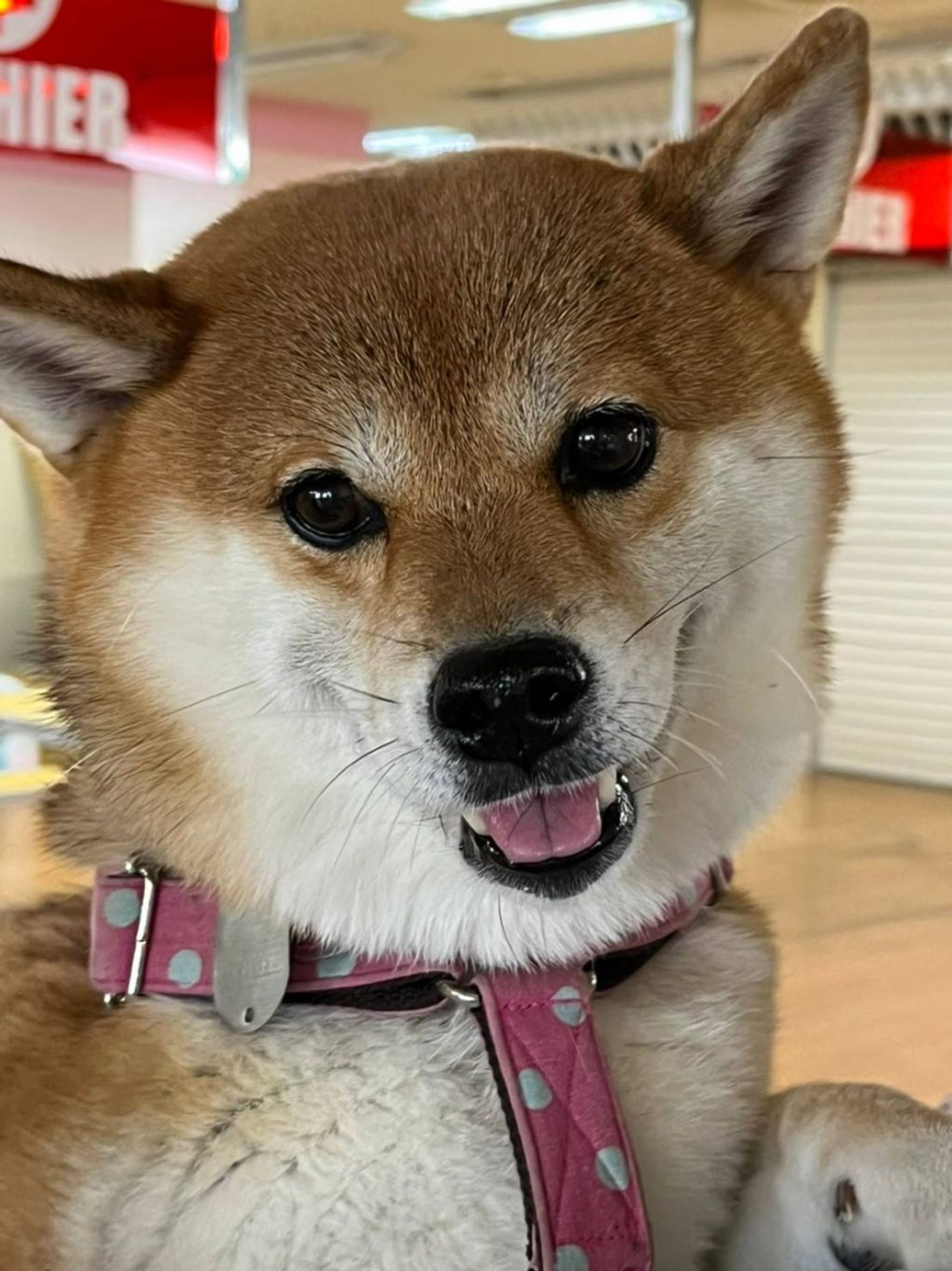 柴犬・メスの里親募集の写真