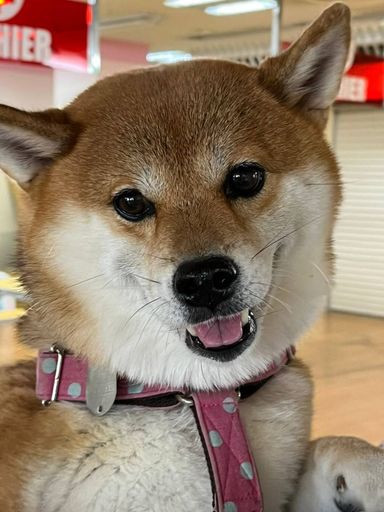 きびだんごの写真