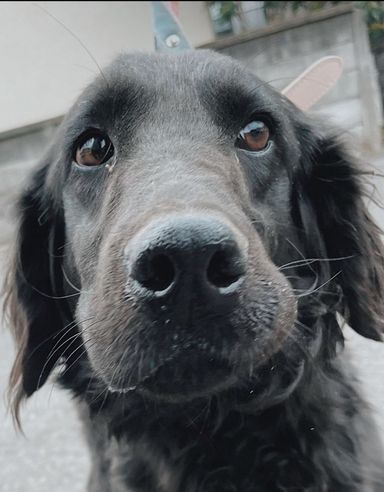 マキロイの写真