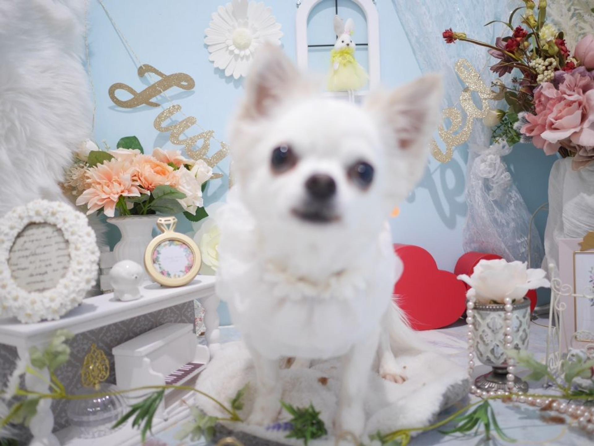 pet-image-3