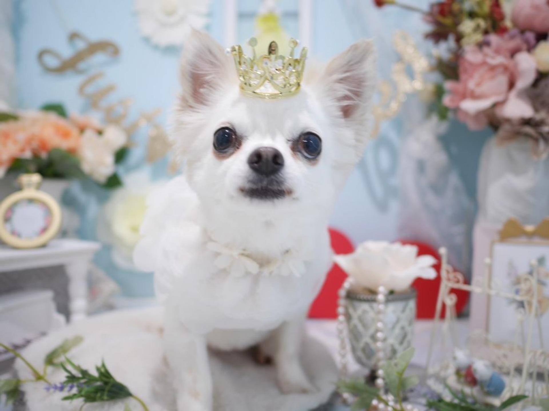 pet-image-4