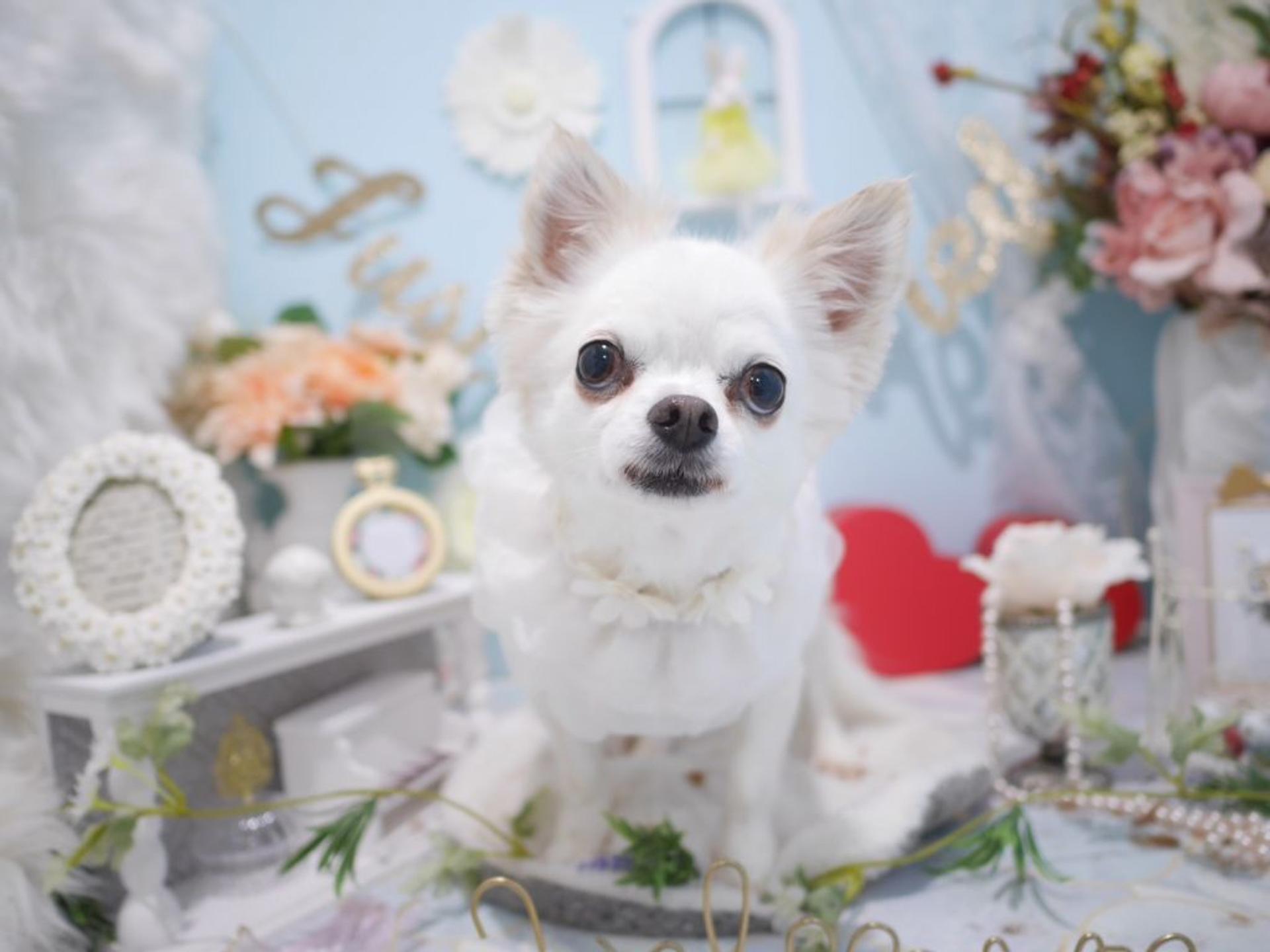 pet-image-5