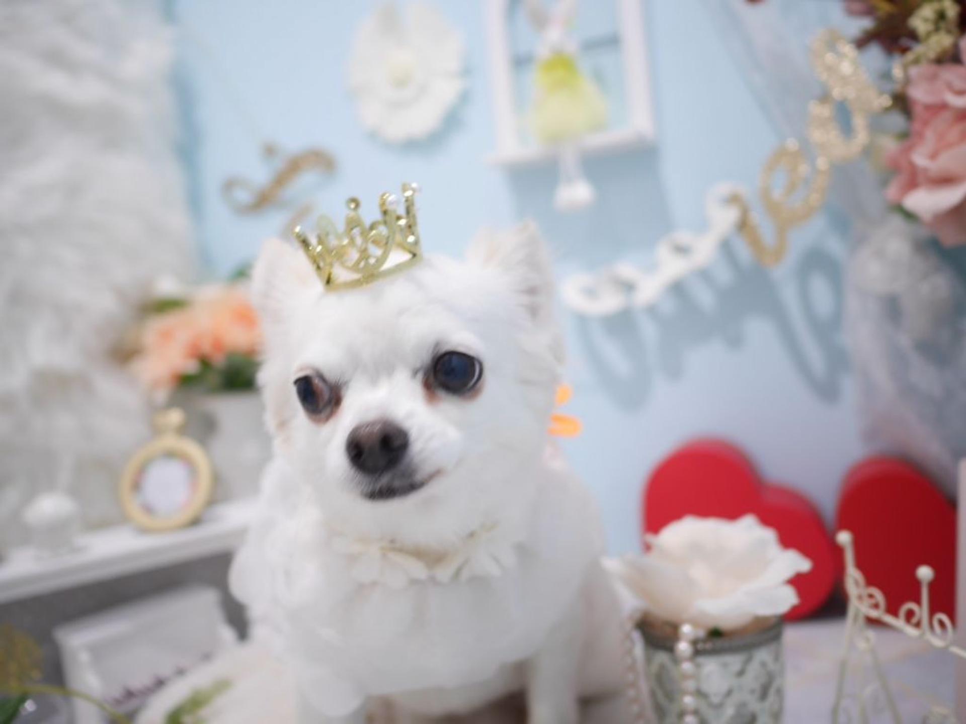 pet-image-6