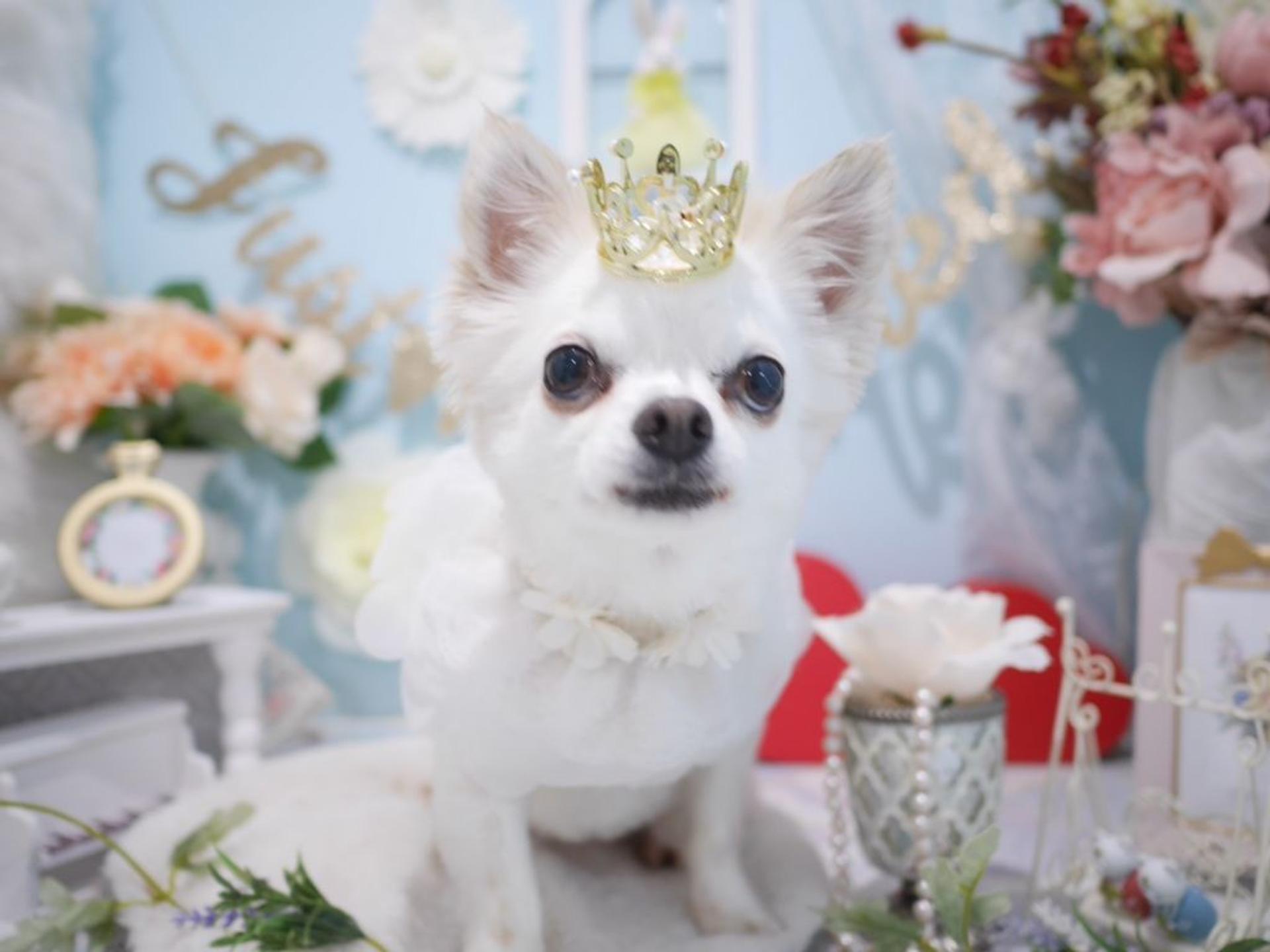 pet-image-7