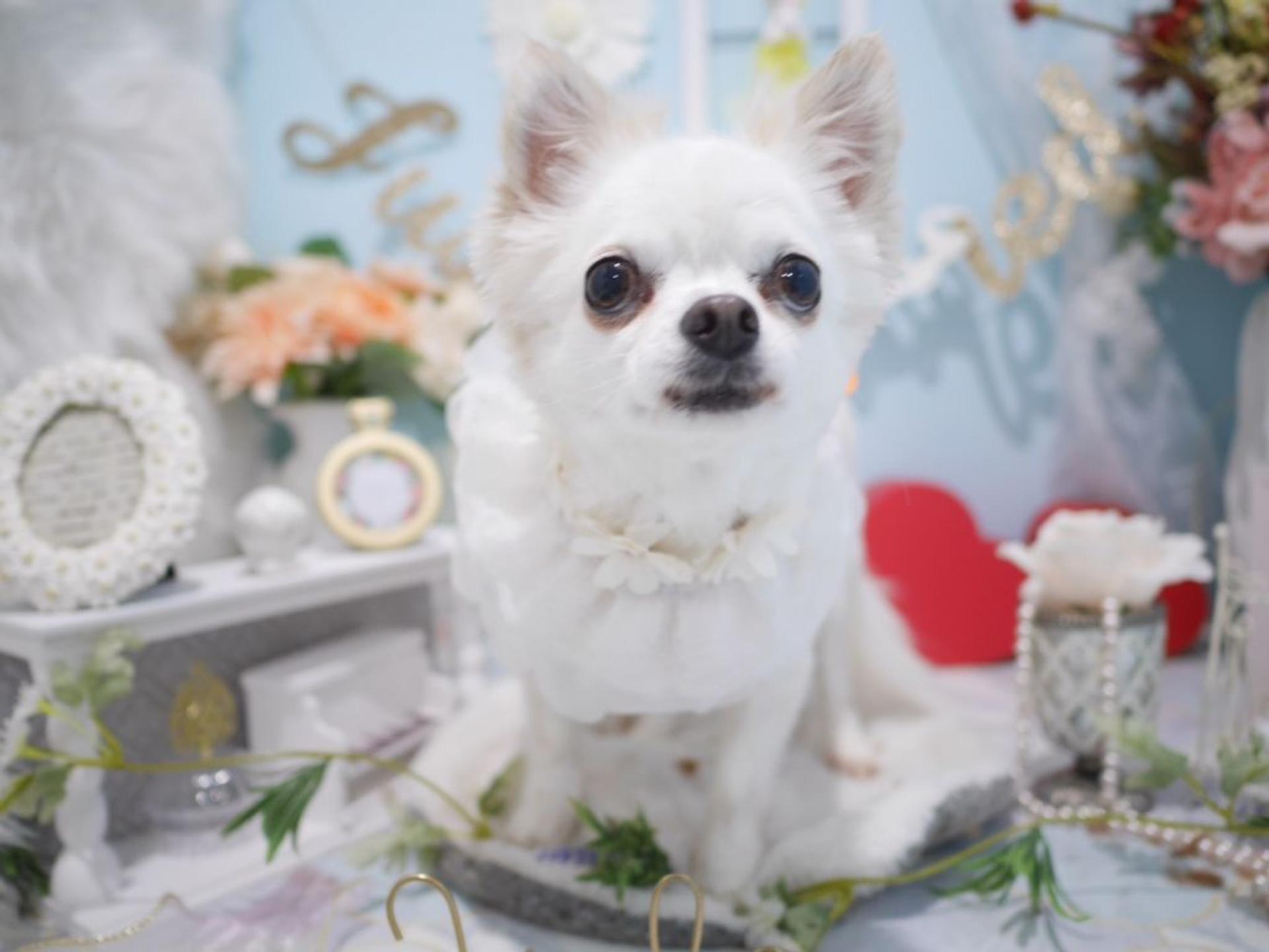 pet-image-10