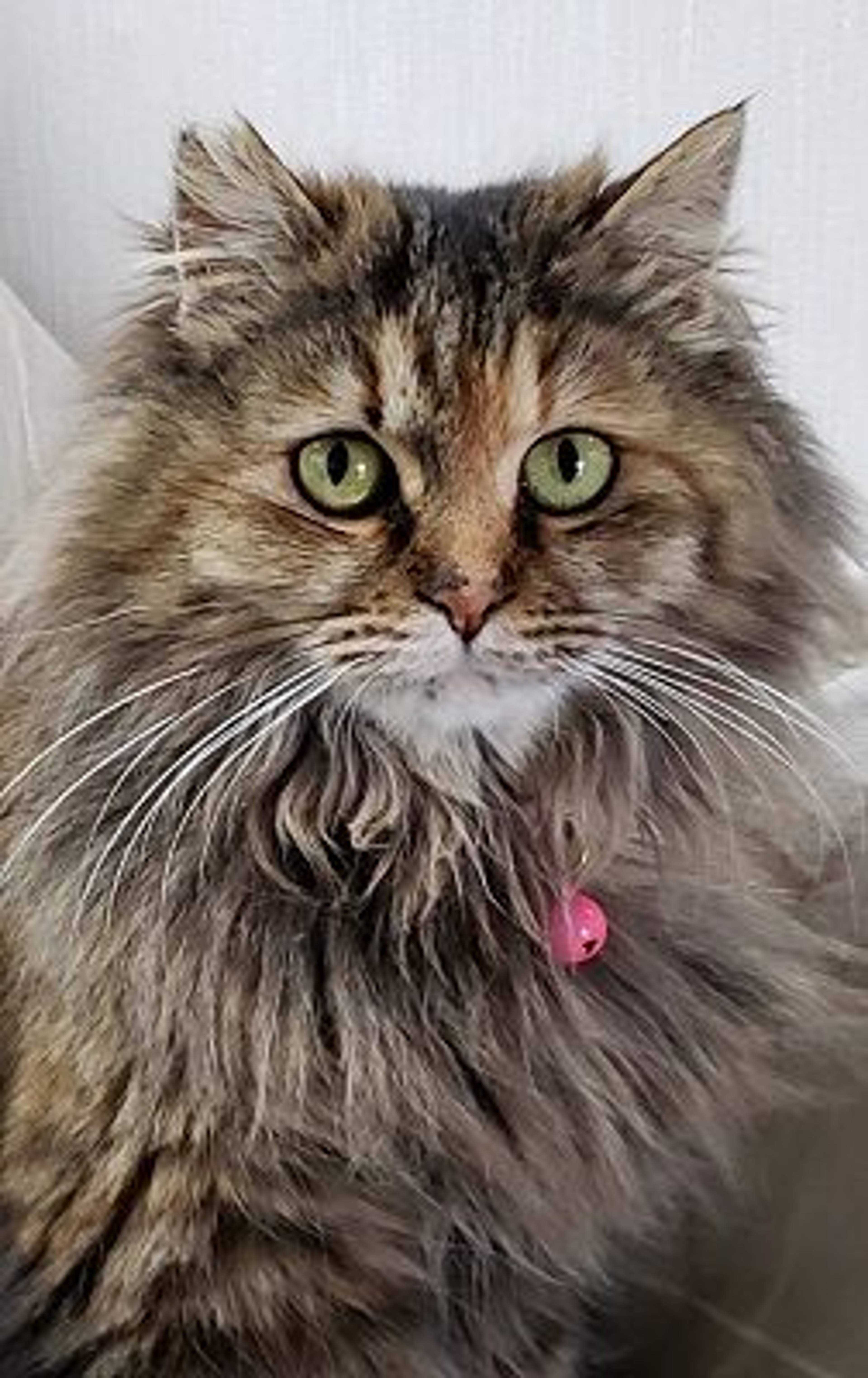 雑種（ミックス猫）・メスの里親募集の写真