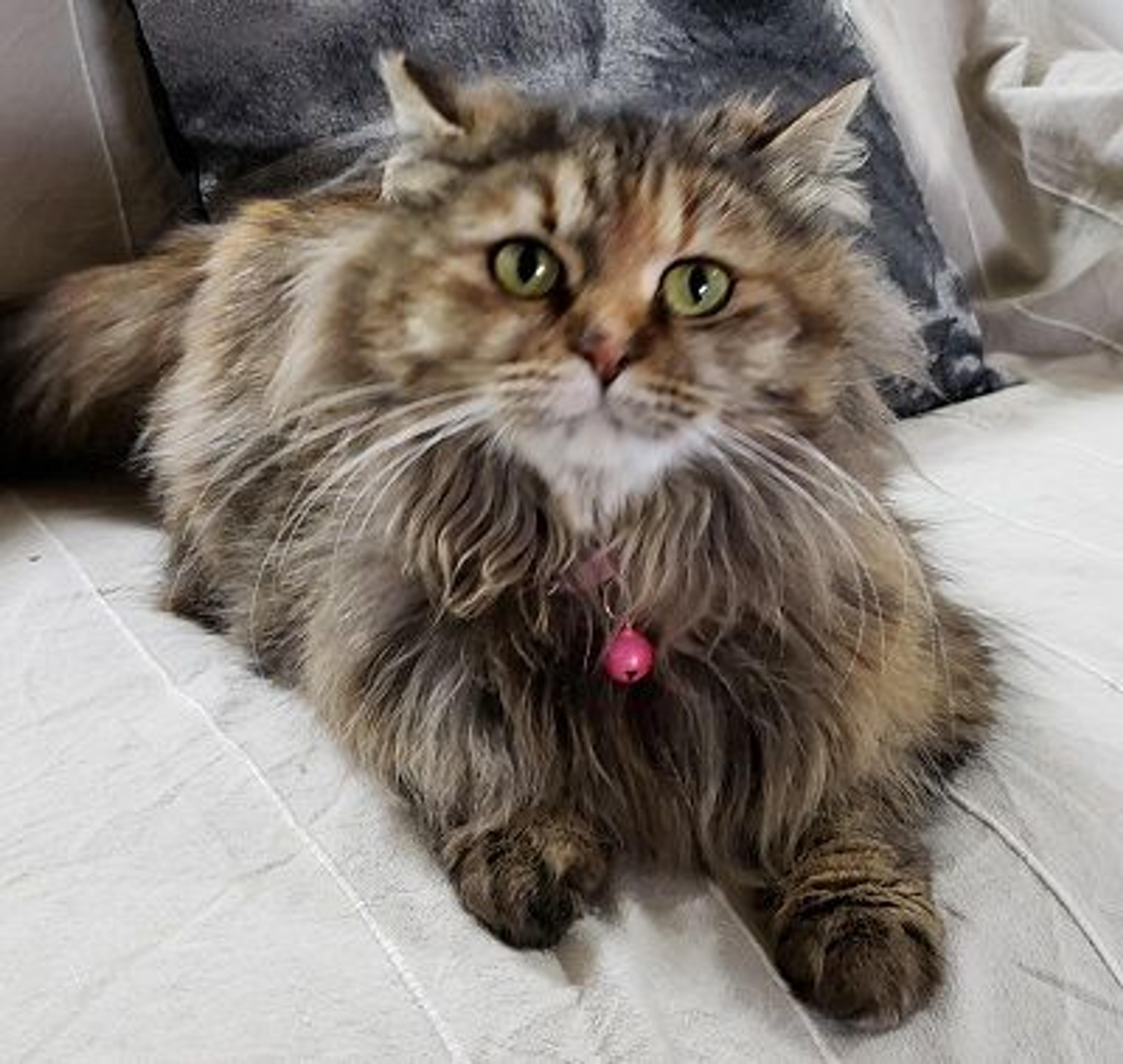 pet-image-3