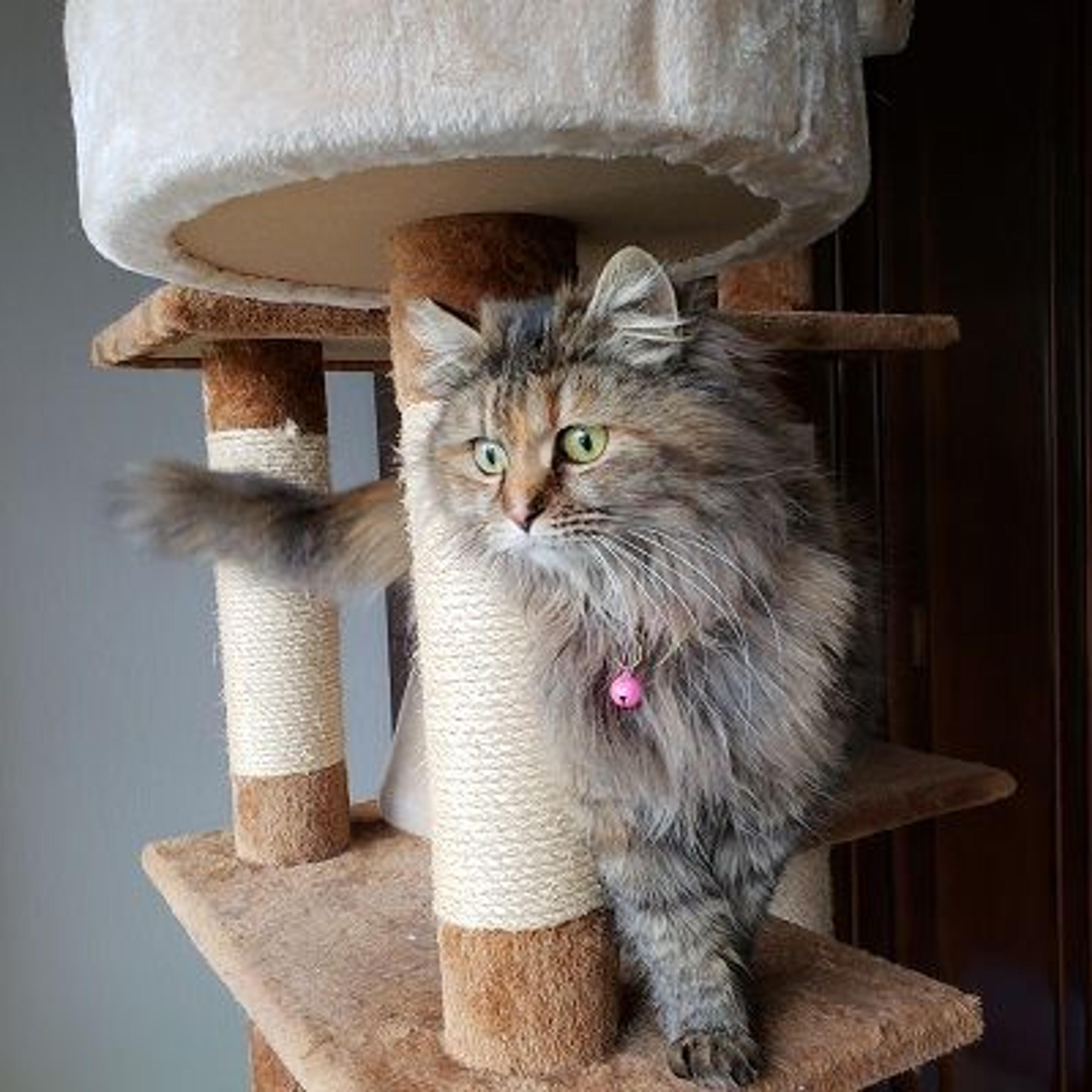 pet-image-2