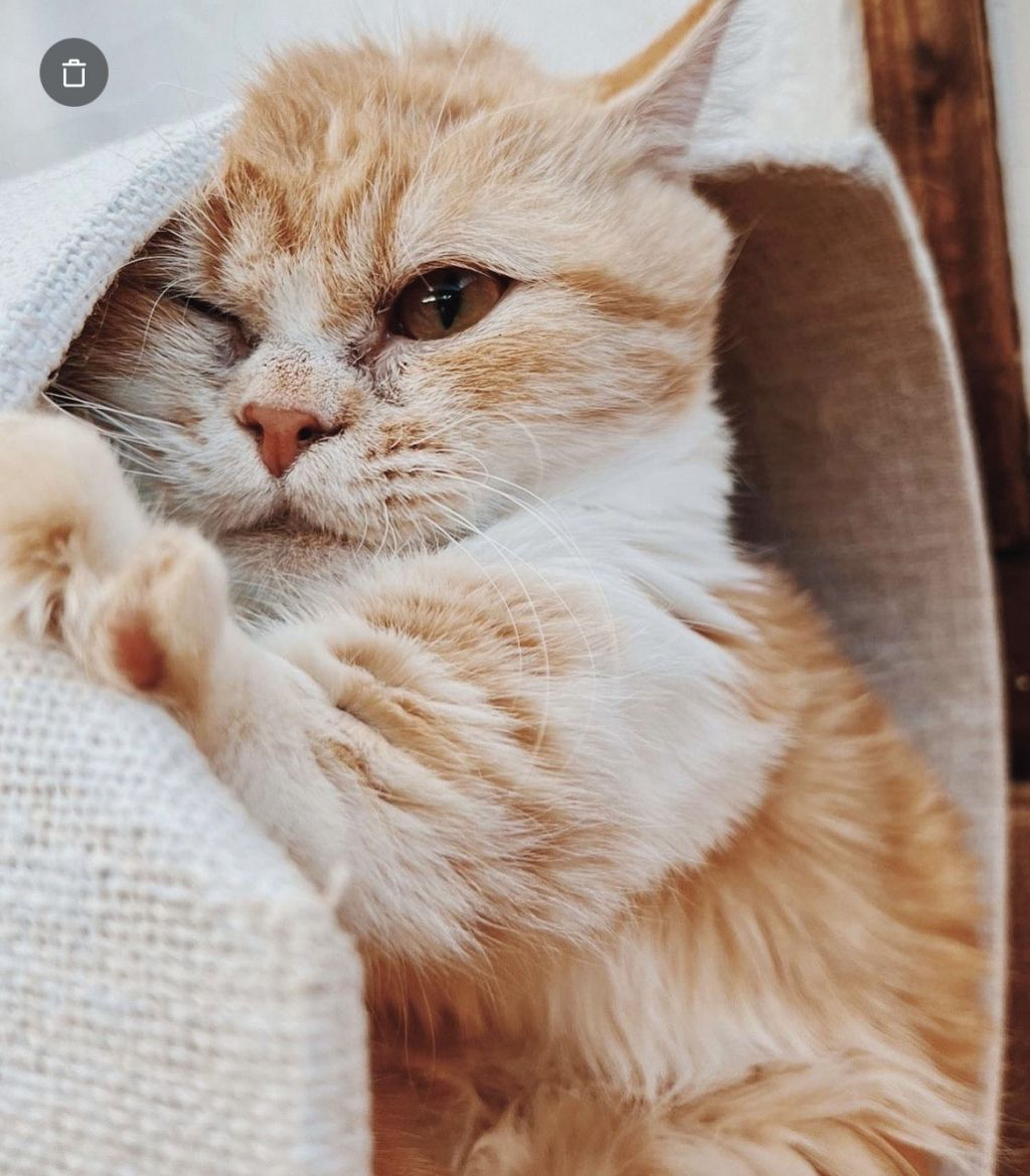 マンチカン・オスの里親募集の写真