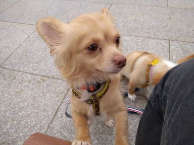 やすこ