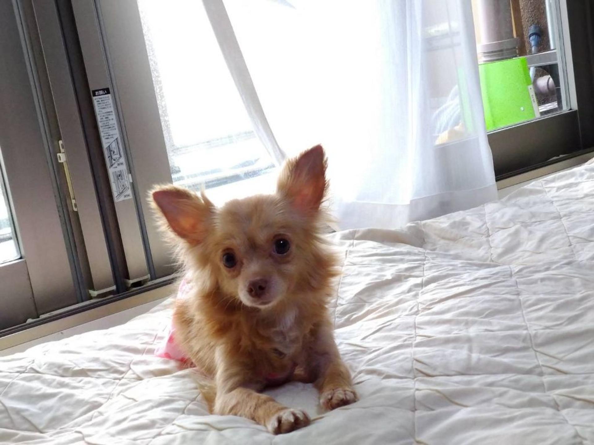 pet-image-2