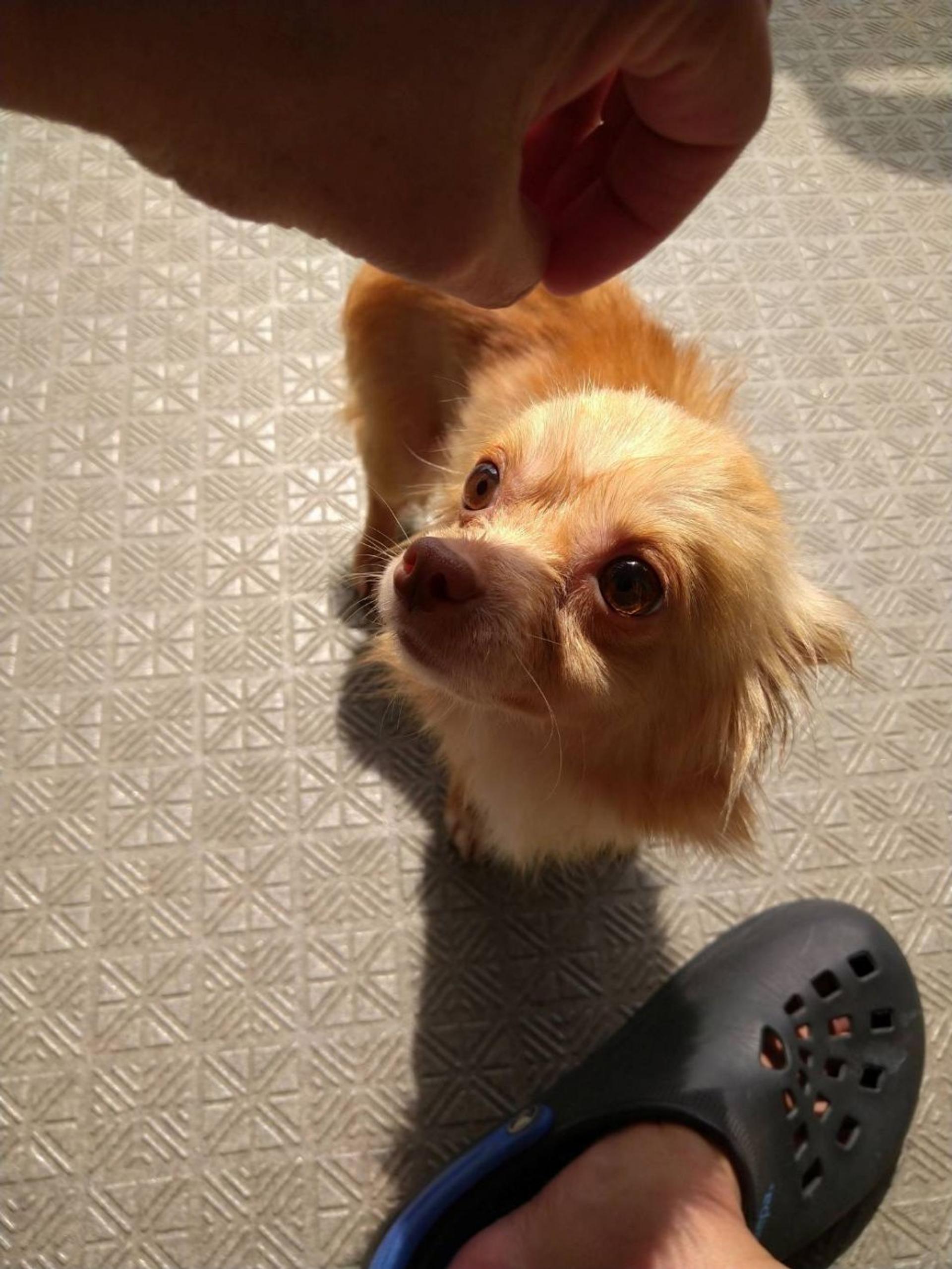 pet-image-6