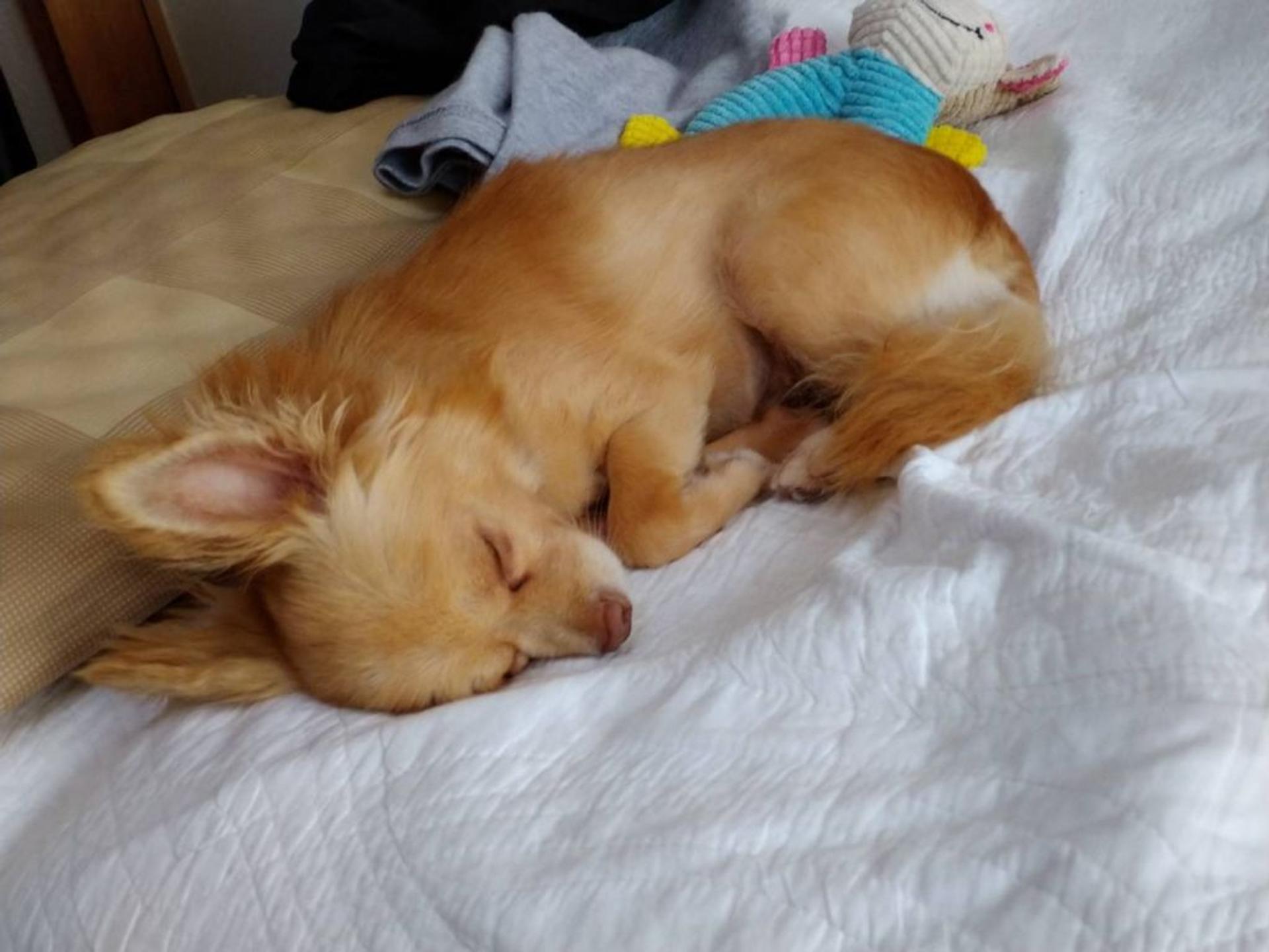 pet-image-7