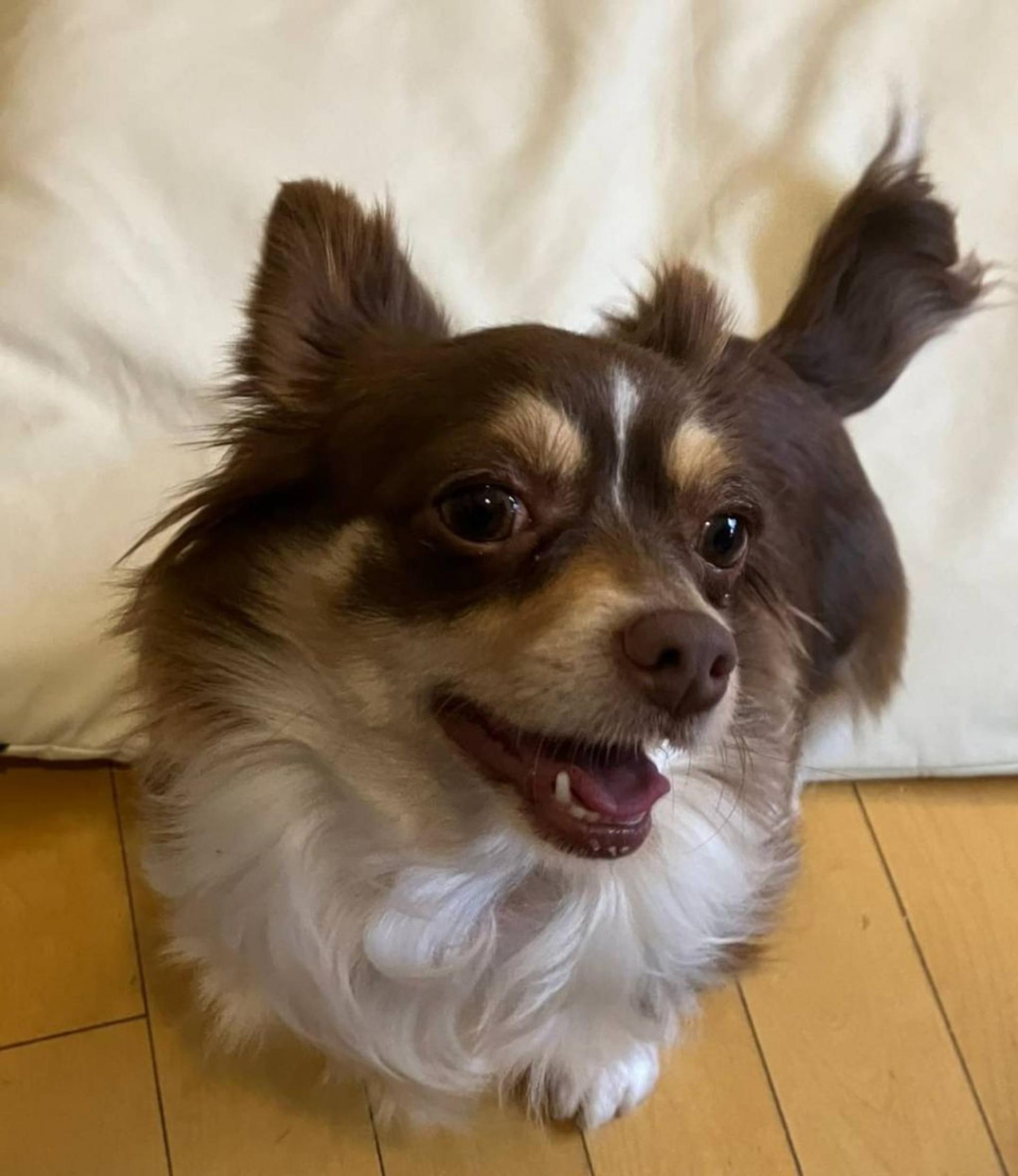 pet-image-2