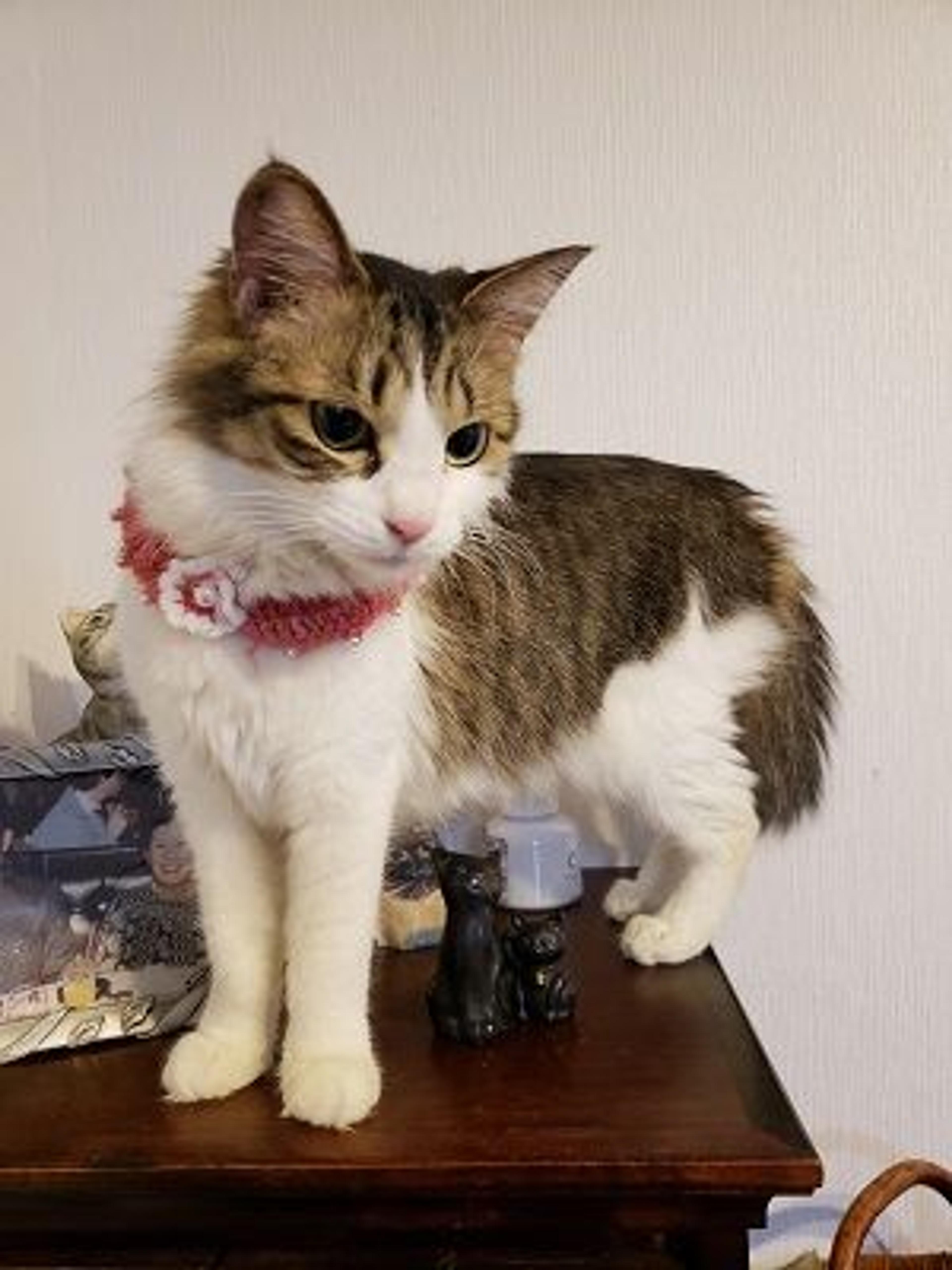 pet-image-2