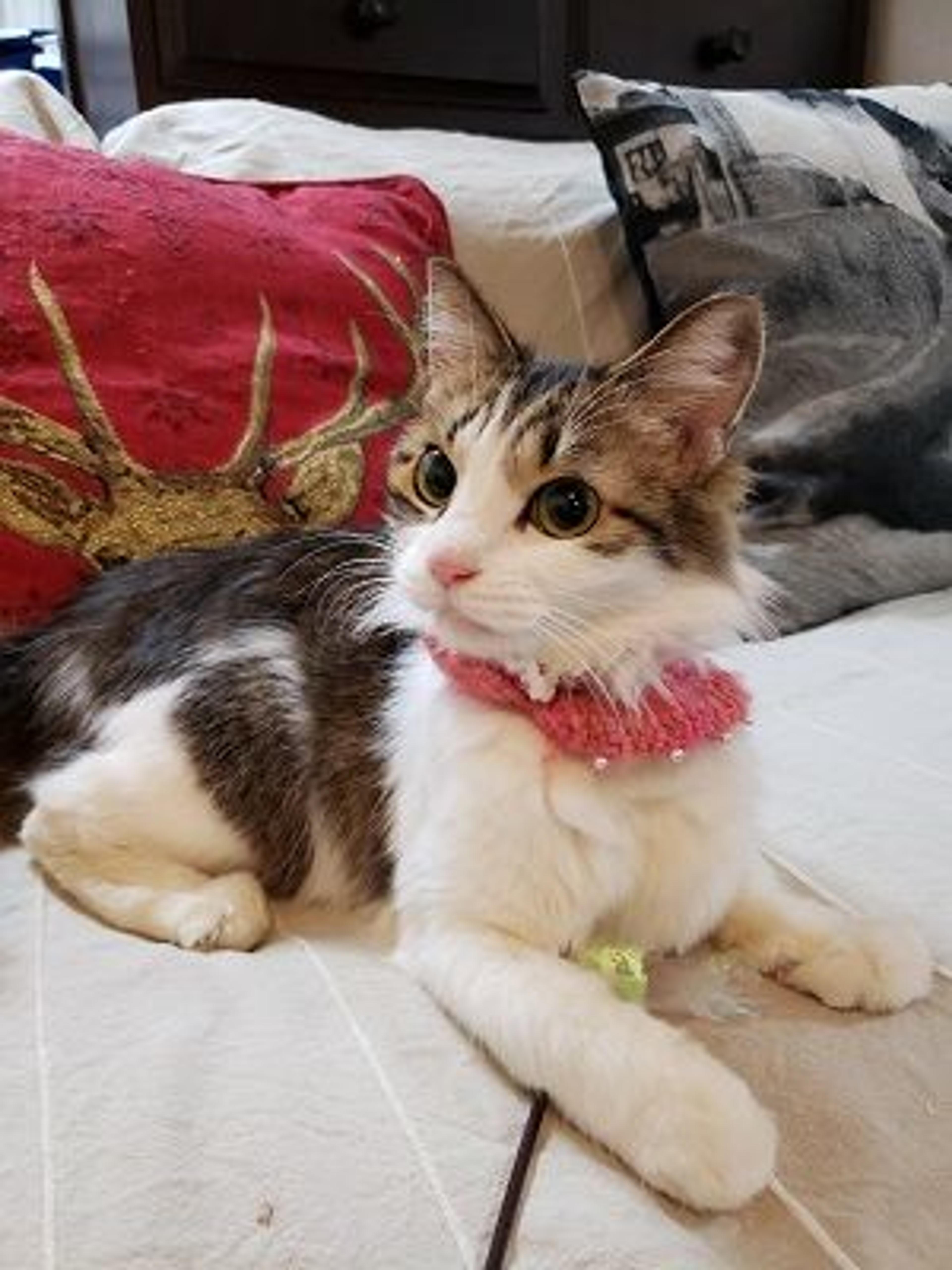 pet-image-3