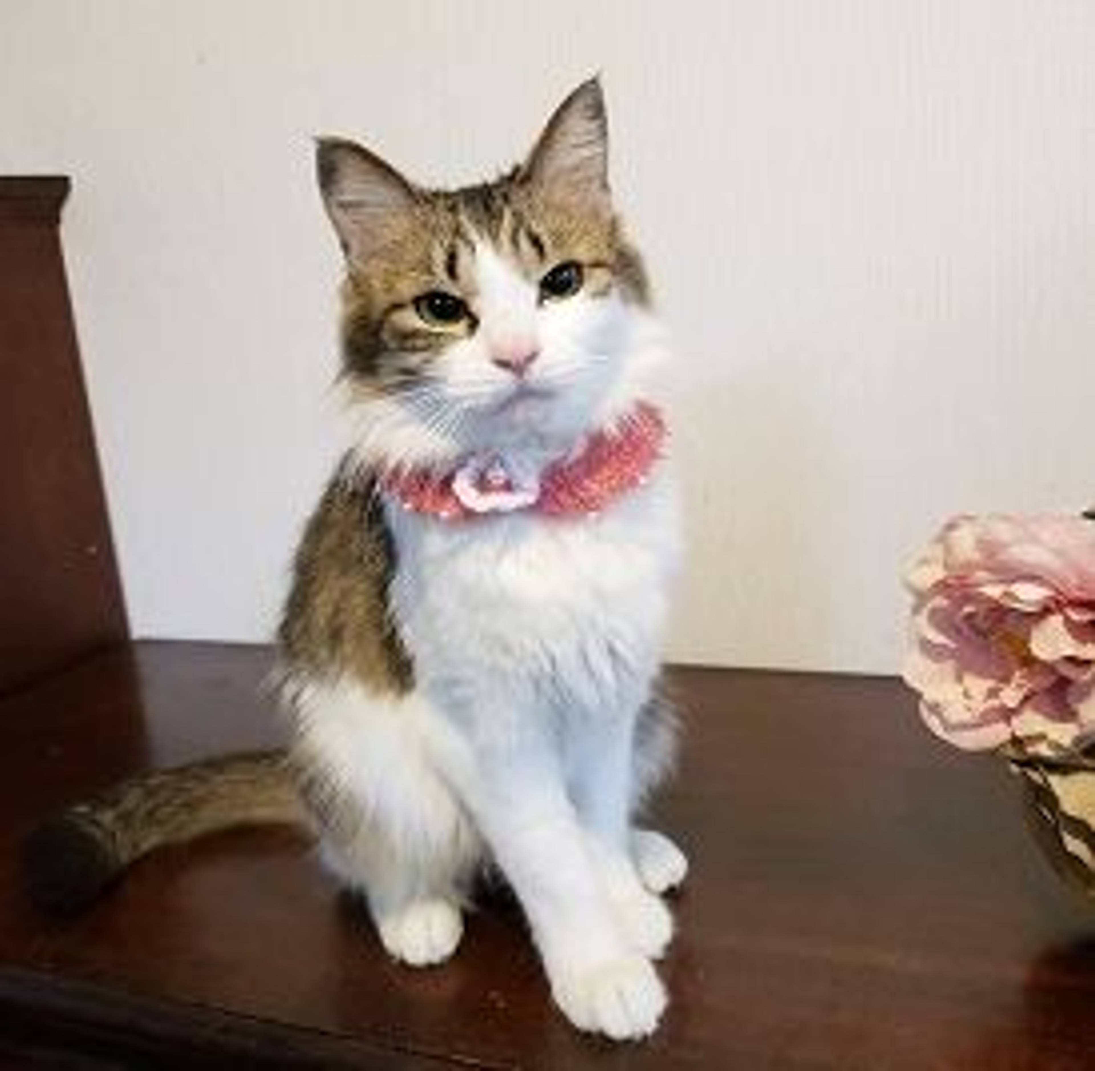 雑種（ミックス猫）・メスの里親募集の写真