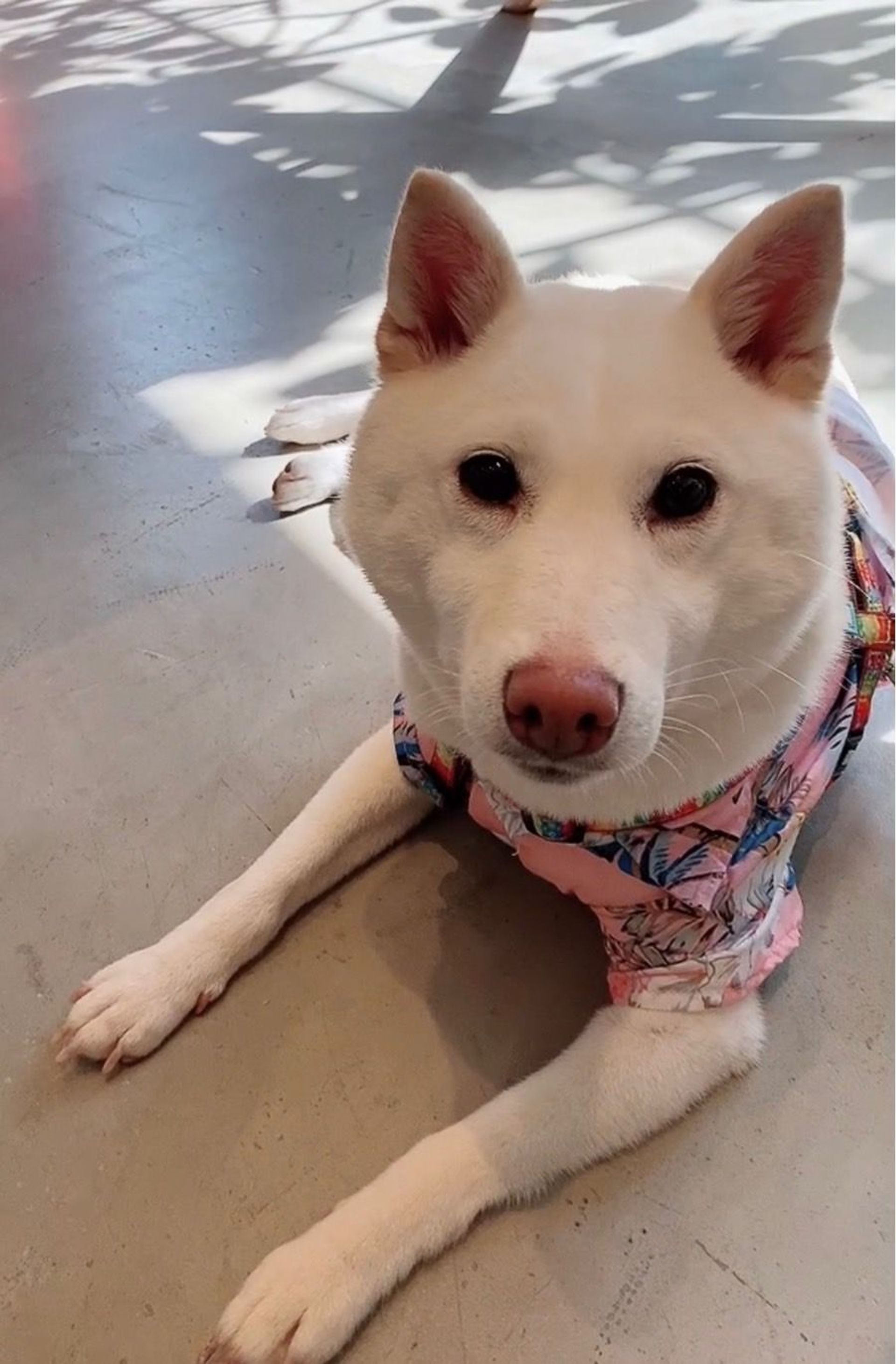 柴犬・メスの里親募集の写真