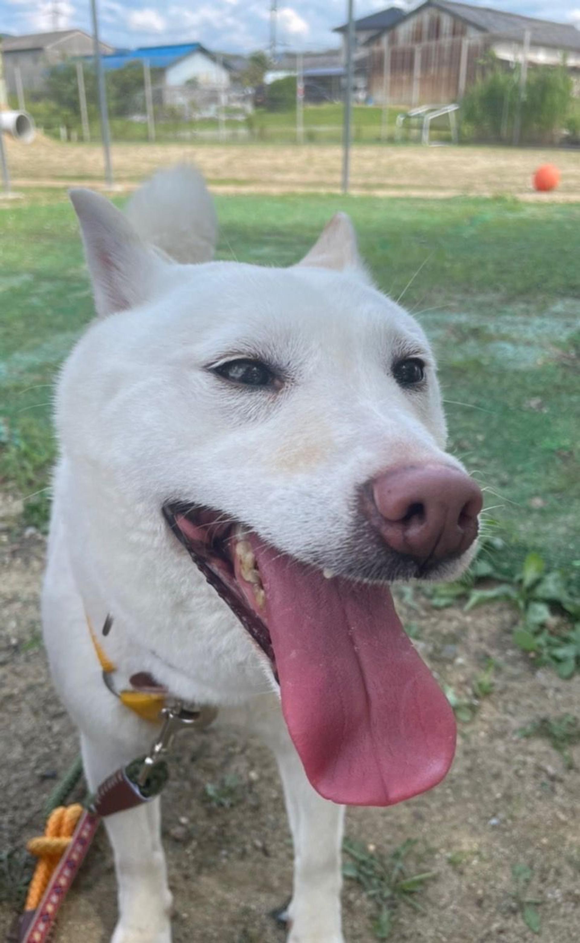 pet-image-3
