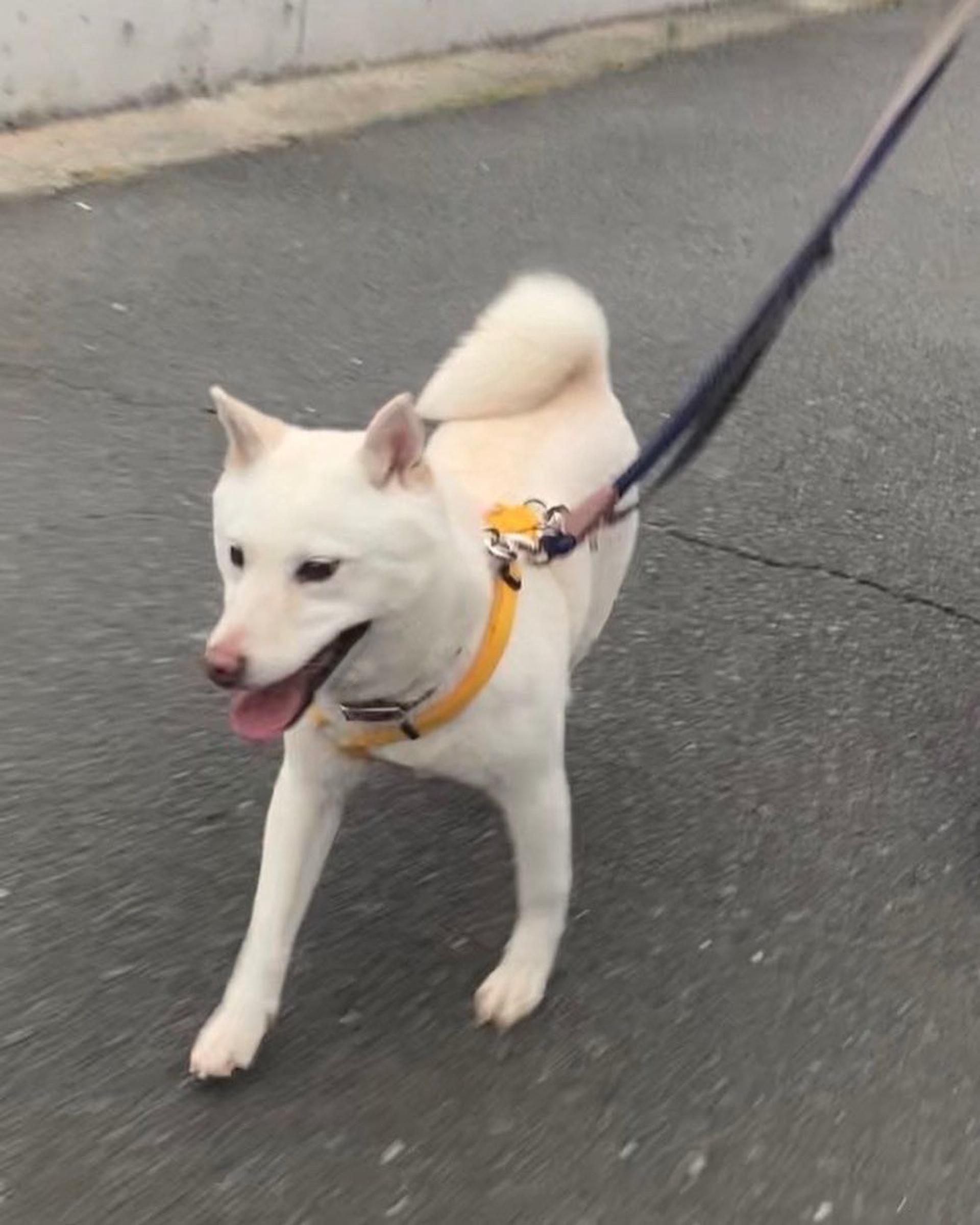 pet-image-4