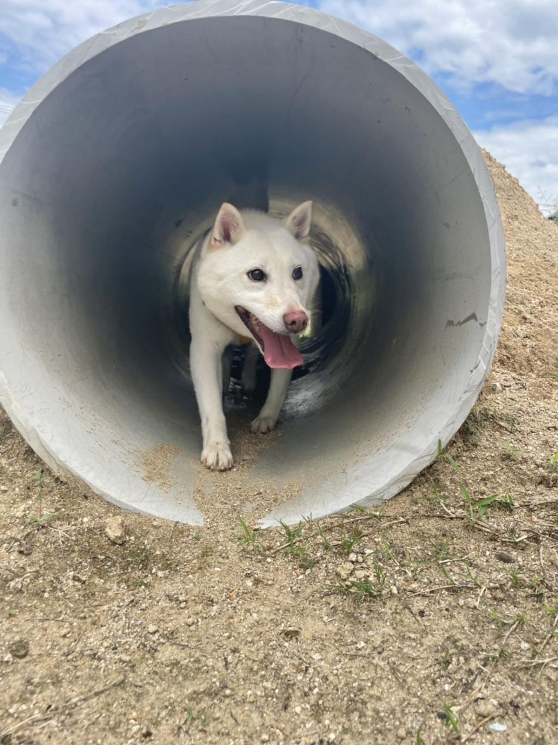 pet-image-7