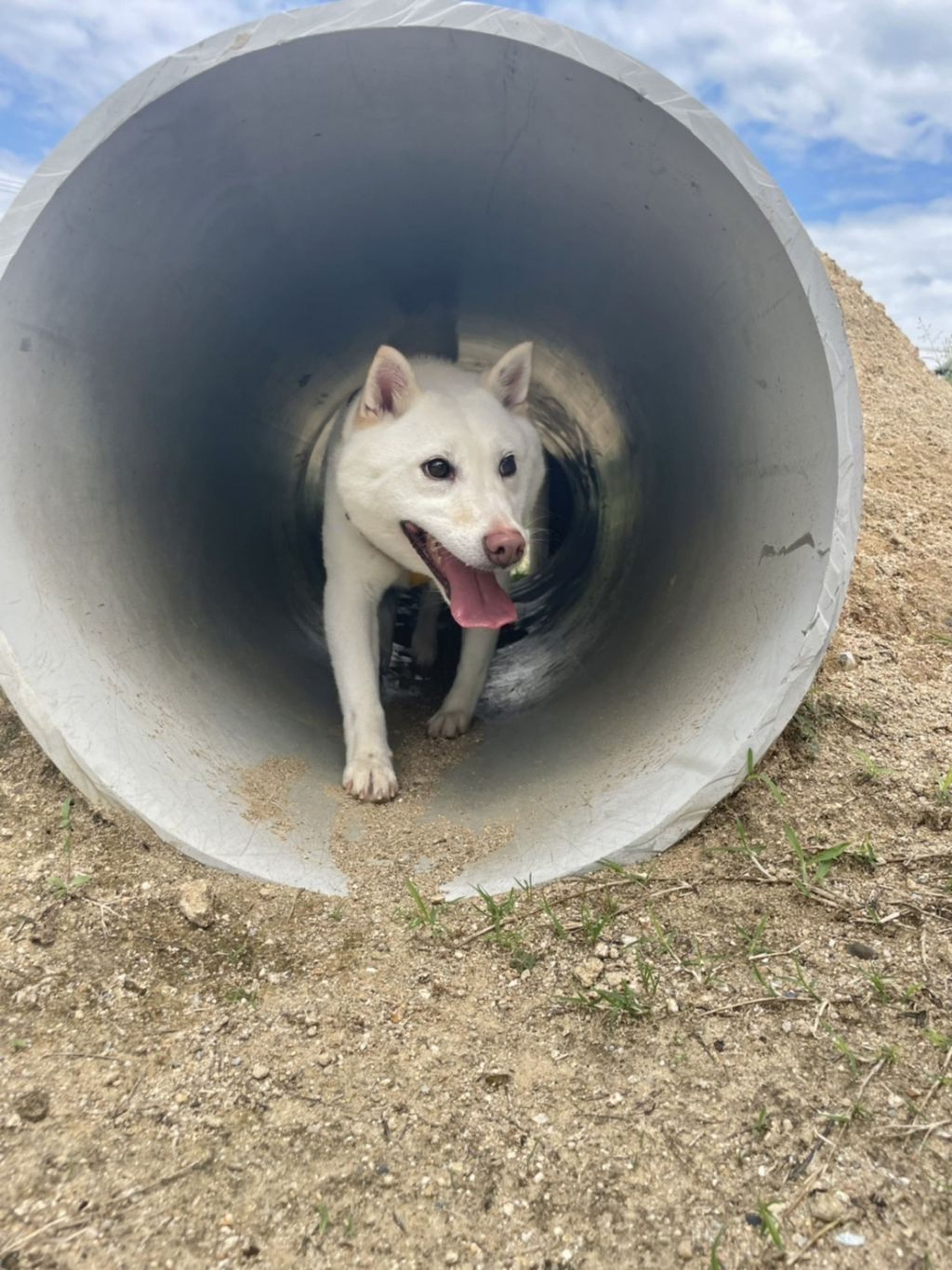 pet-image-7