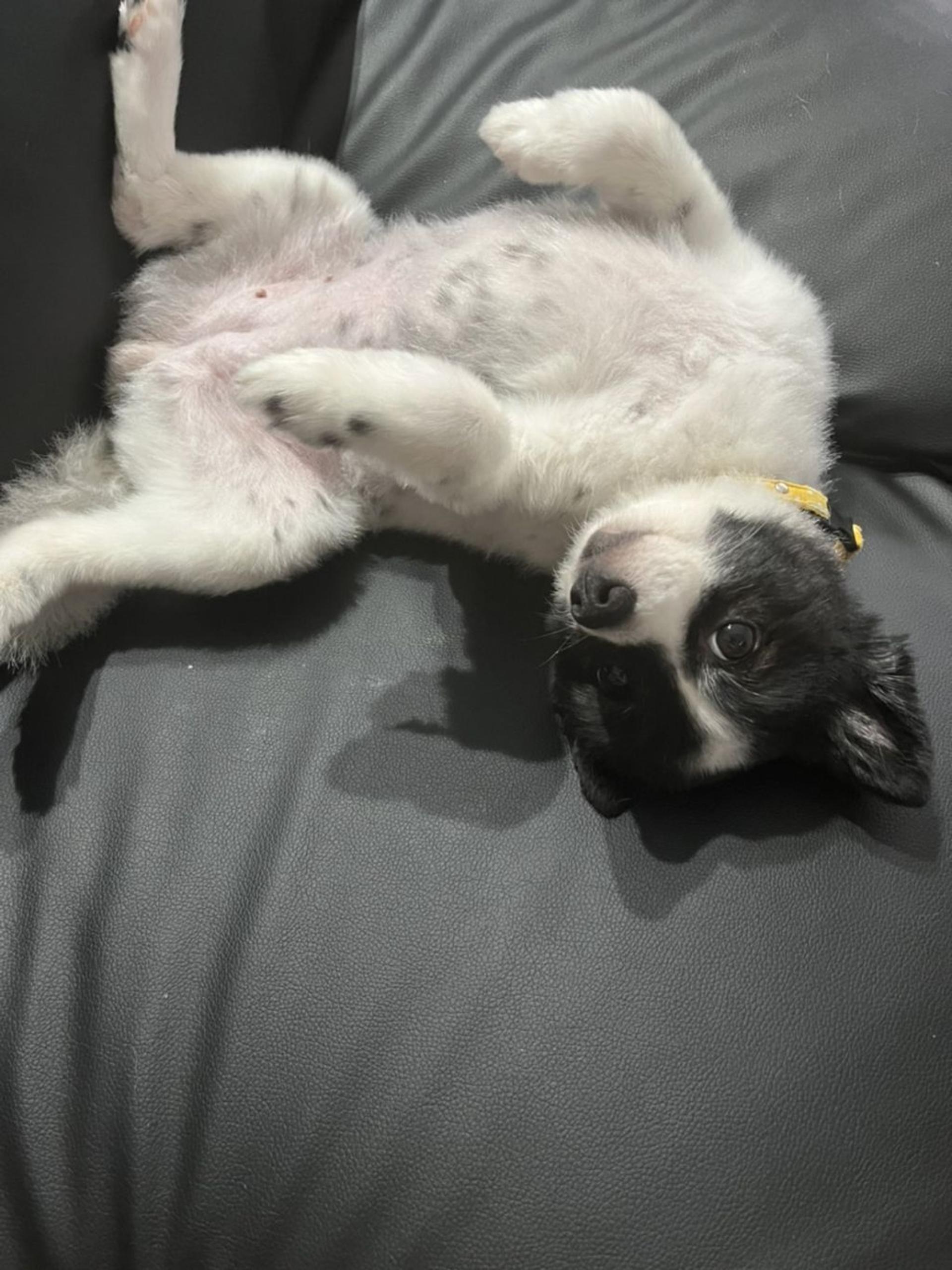 pet-image-2