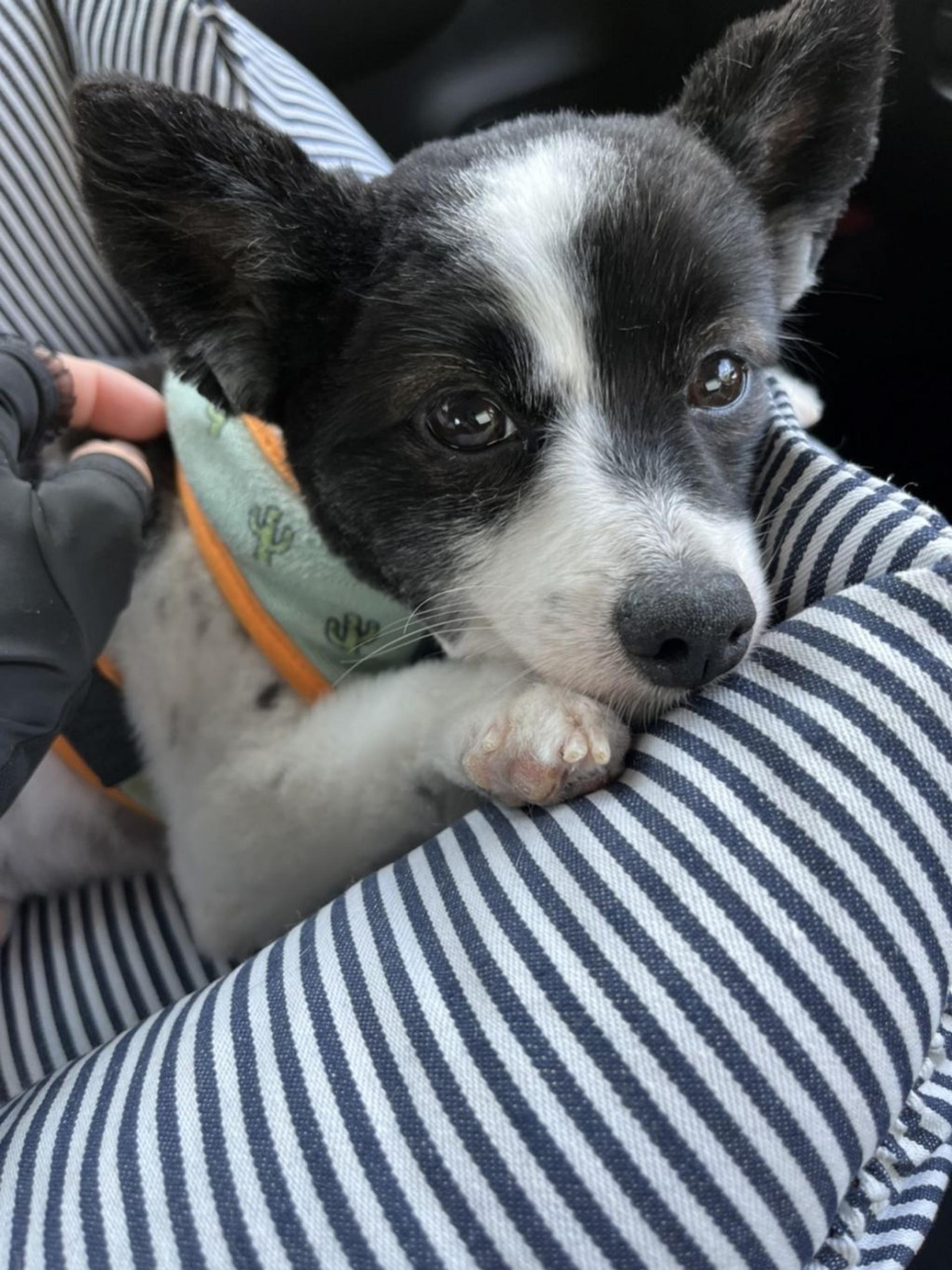 pet-image-4
