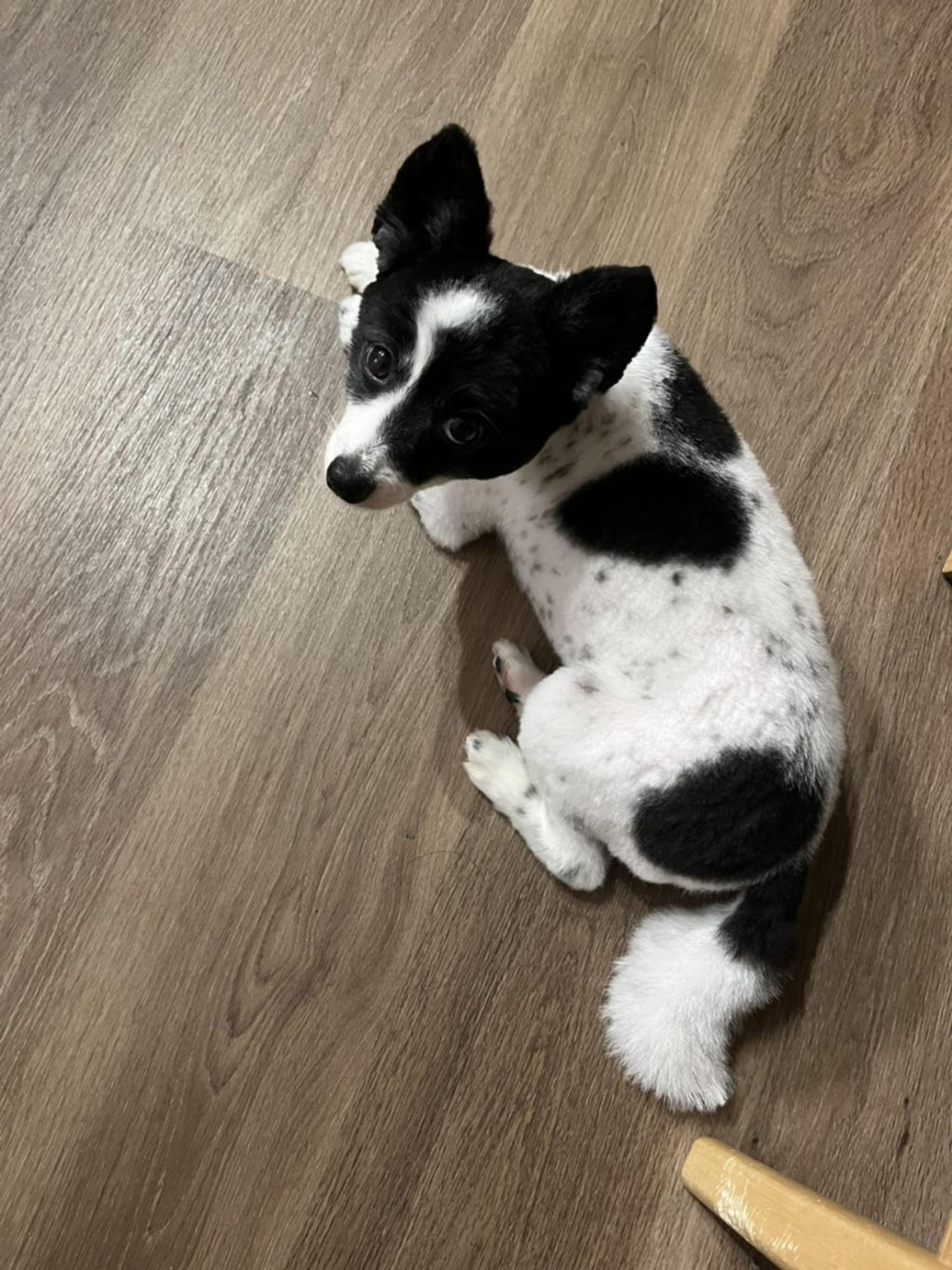 pet-image-5