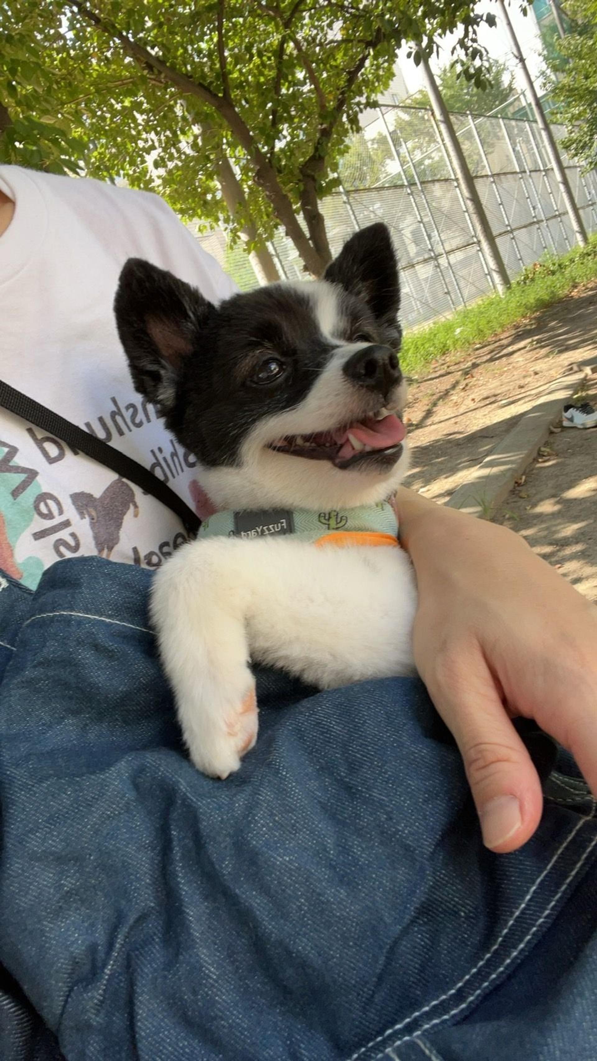 pet-image-6