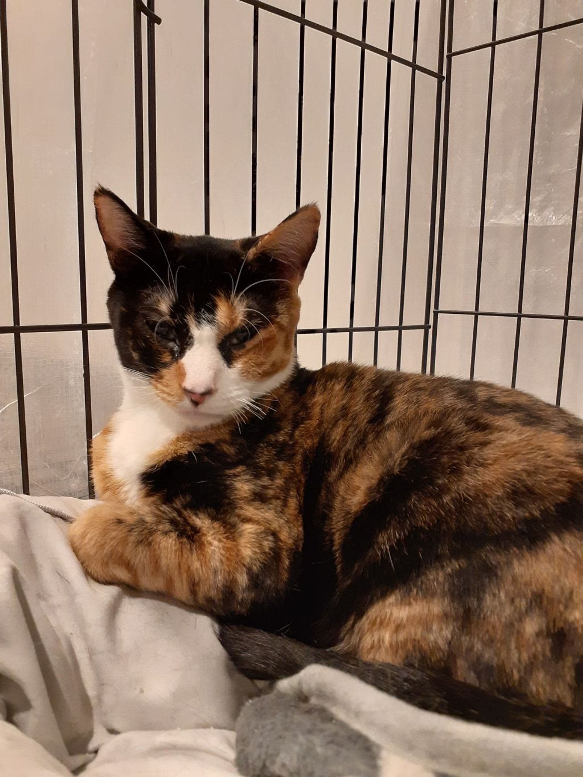 雑種（ミックス猫）・メスの里親募集の写真