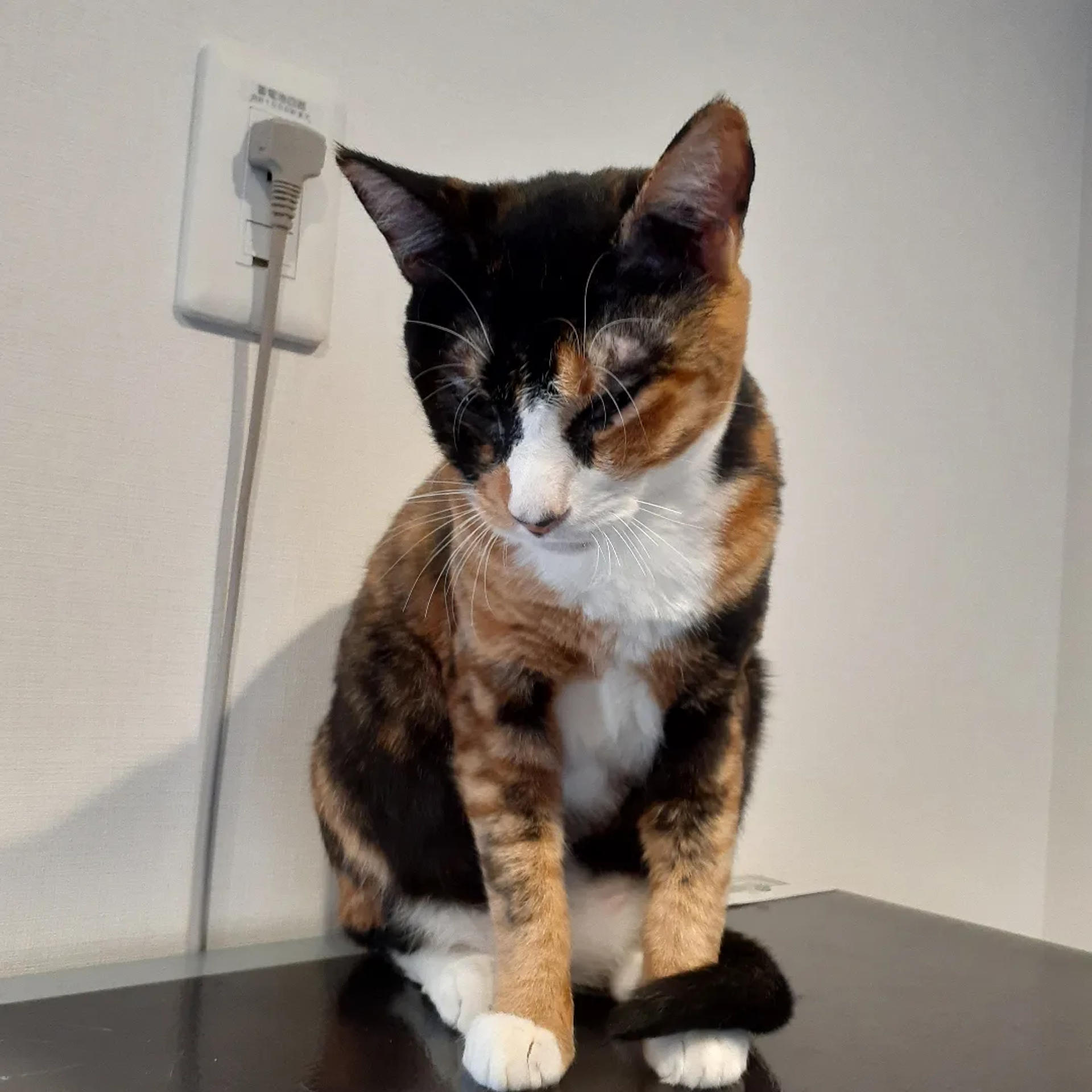 pet-image-4