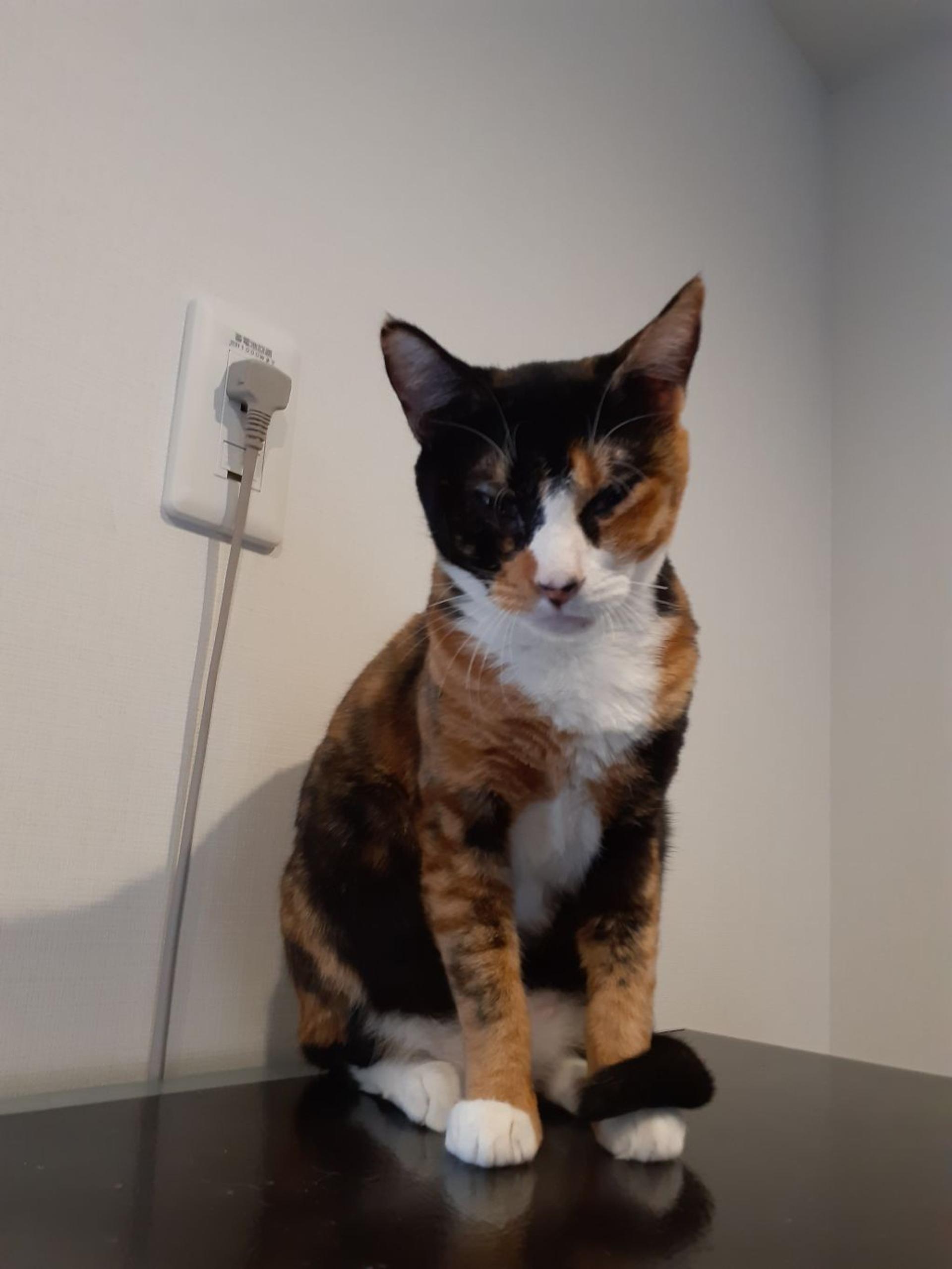 pet-image-6