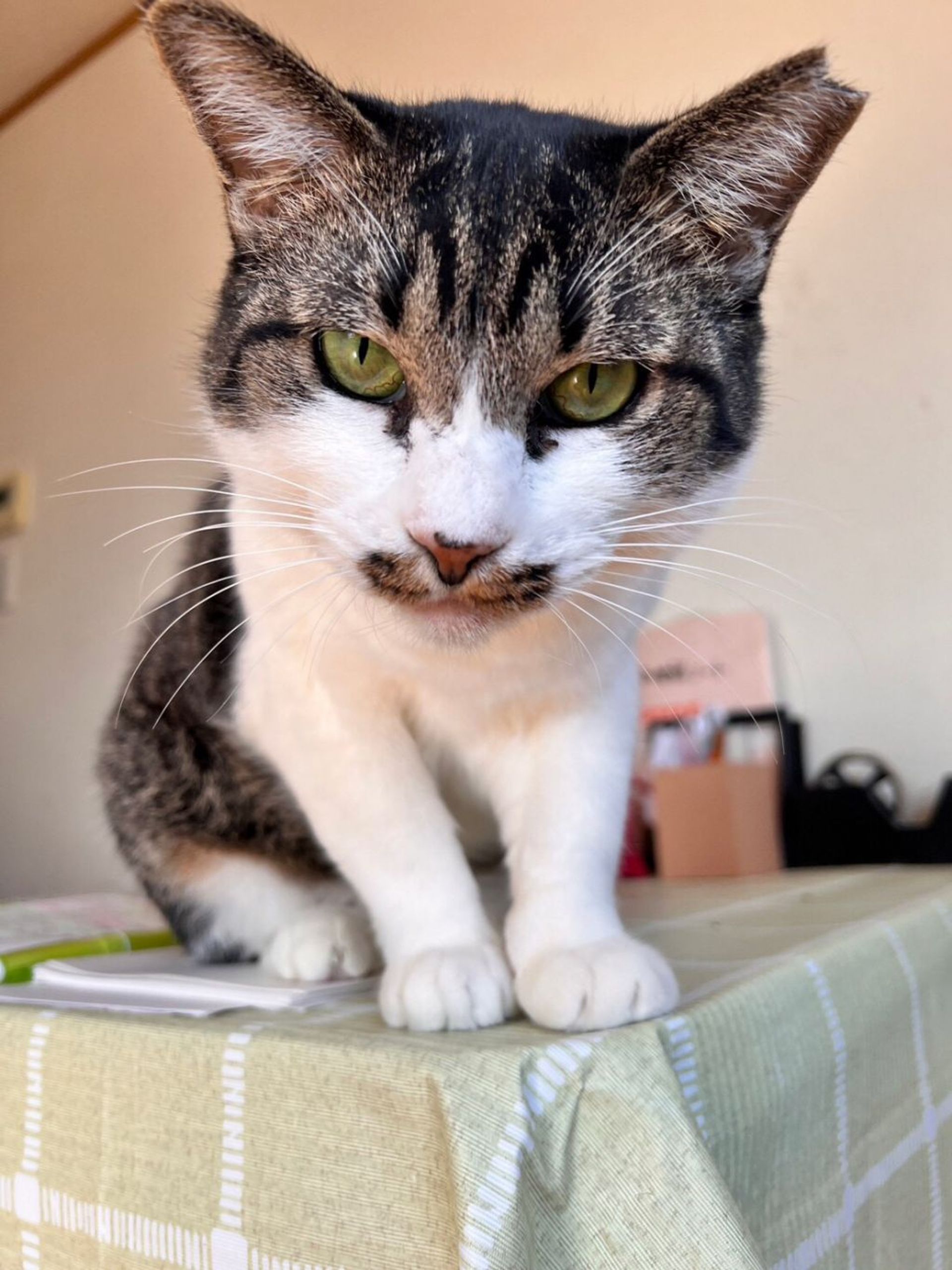 雑種（ミックス猫）・メスの里親募集の写真