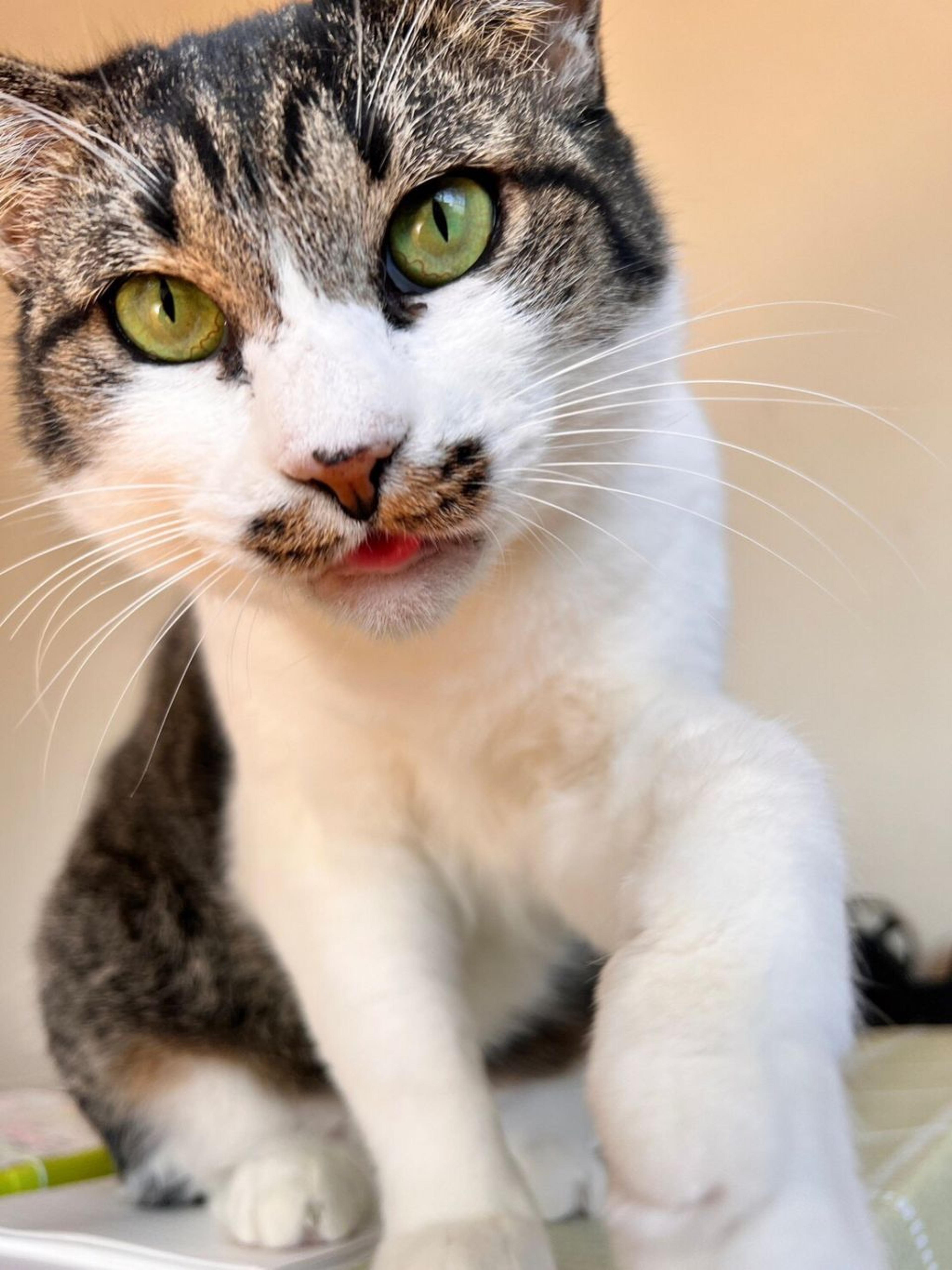 pet-image-2
