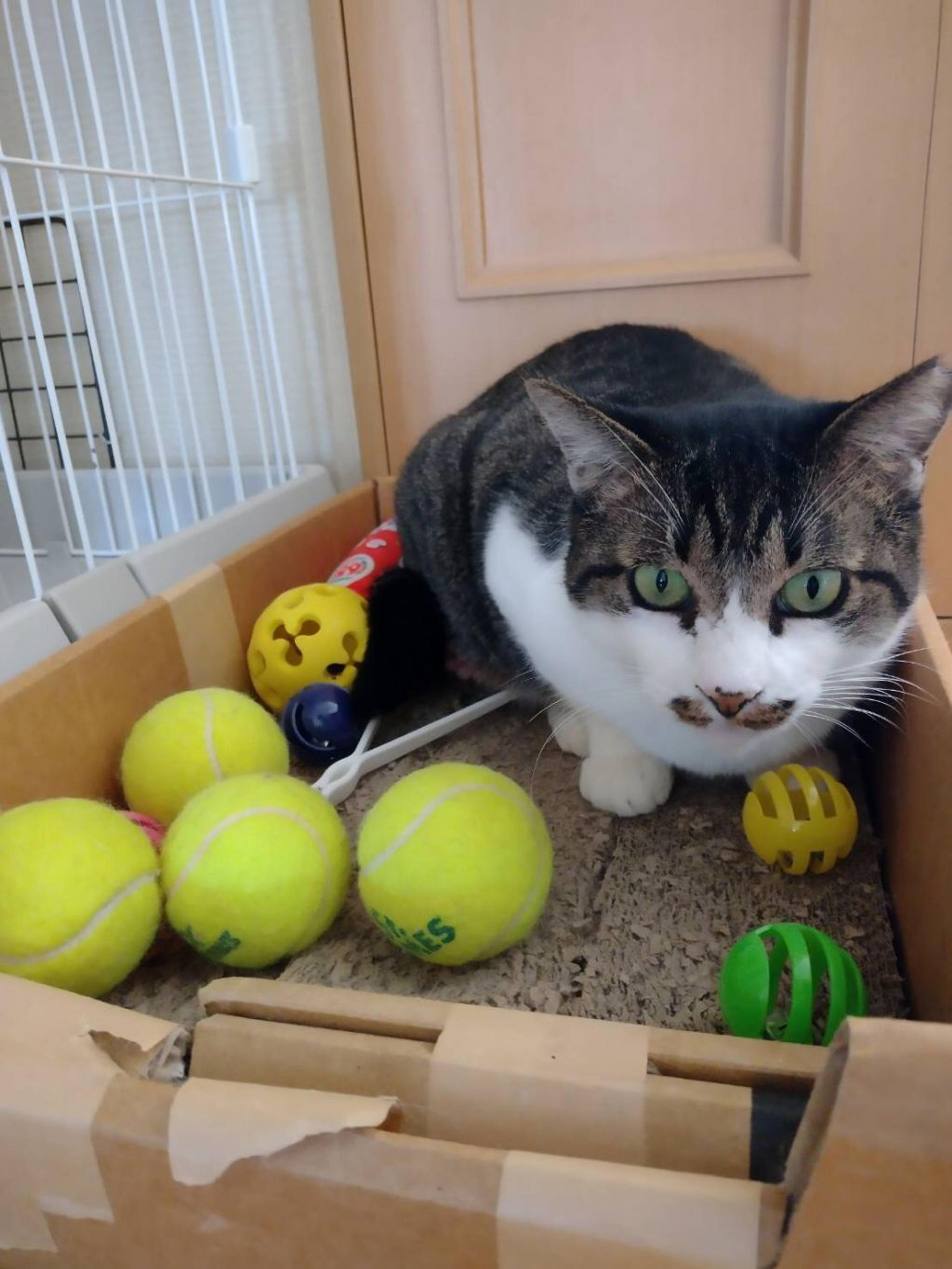 pet-image-3