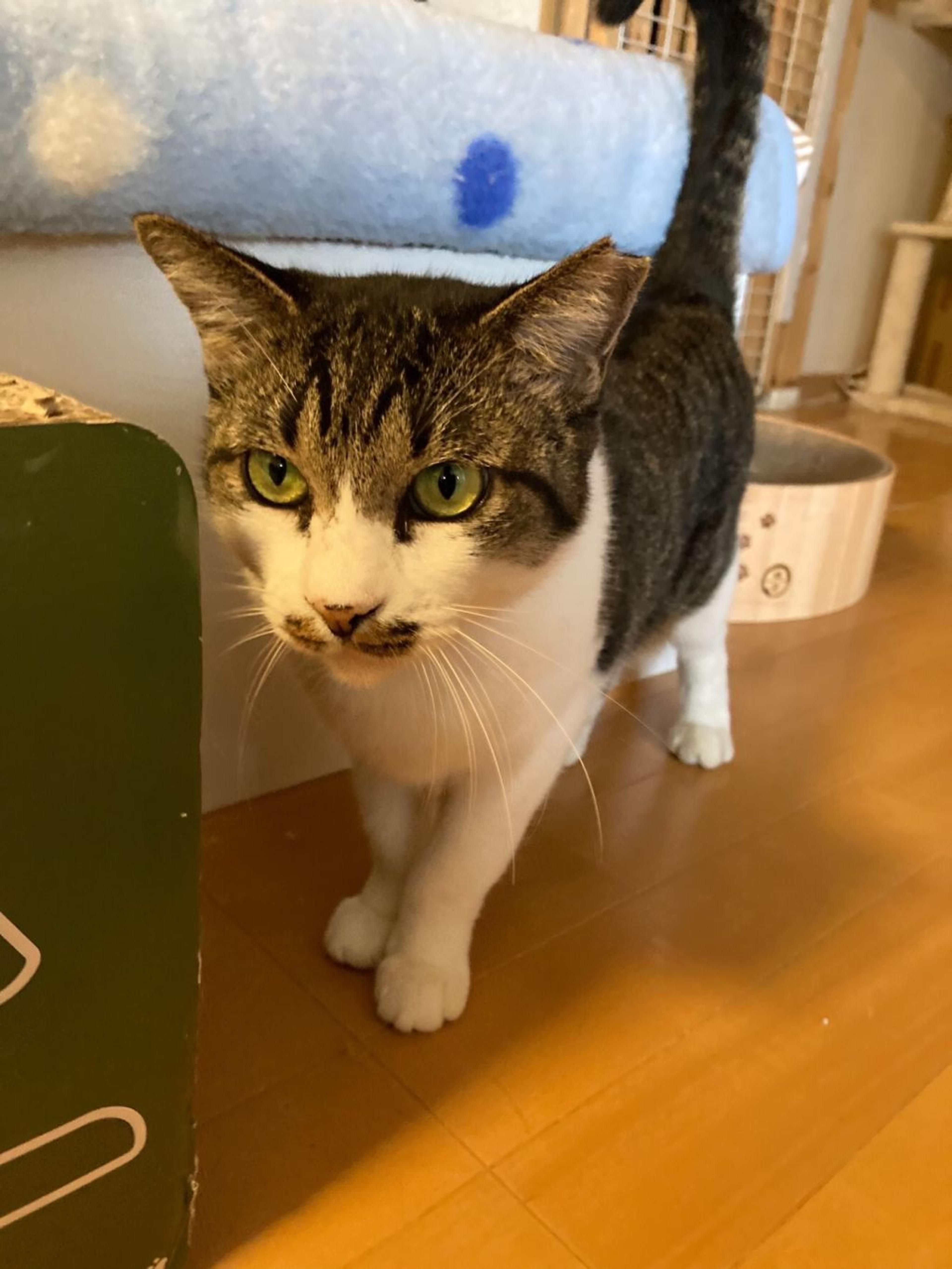 pet-image-4