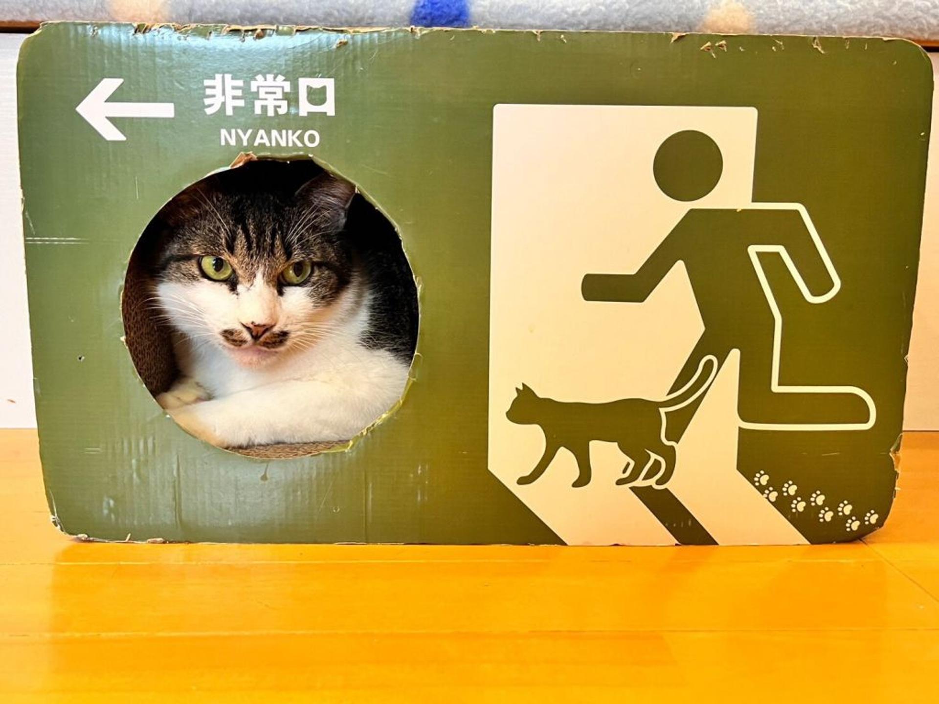 pet-image-5