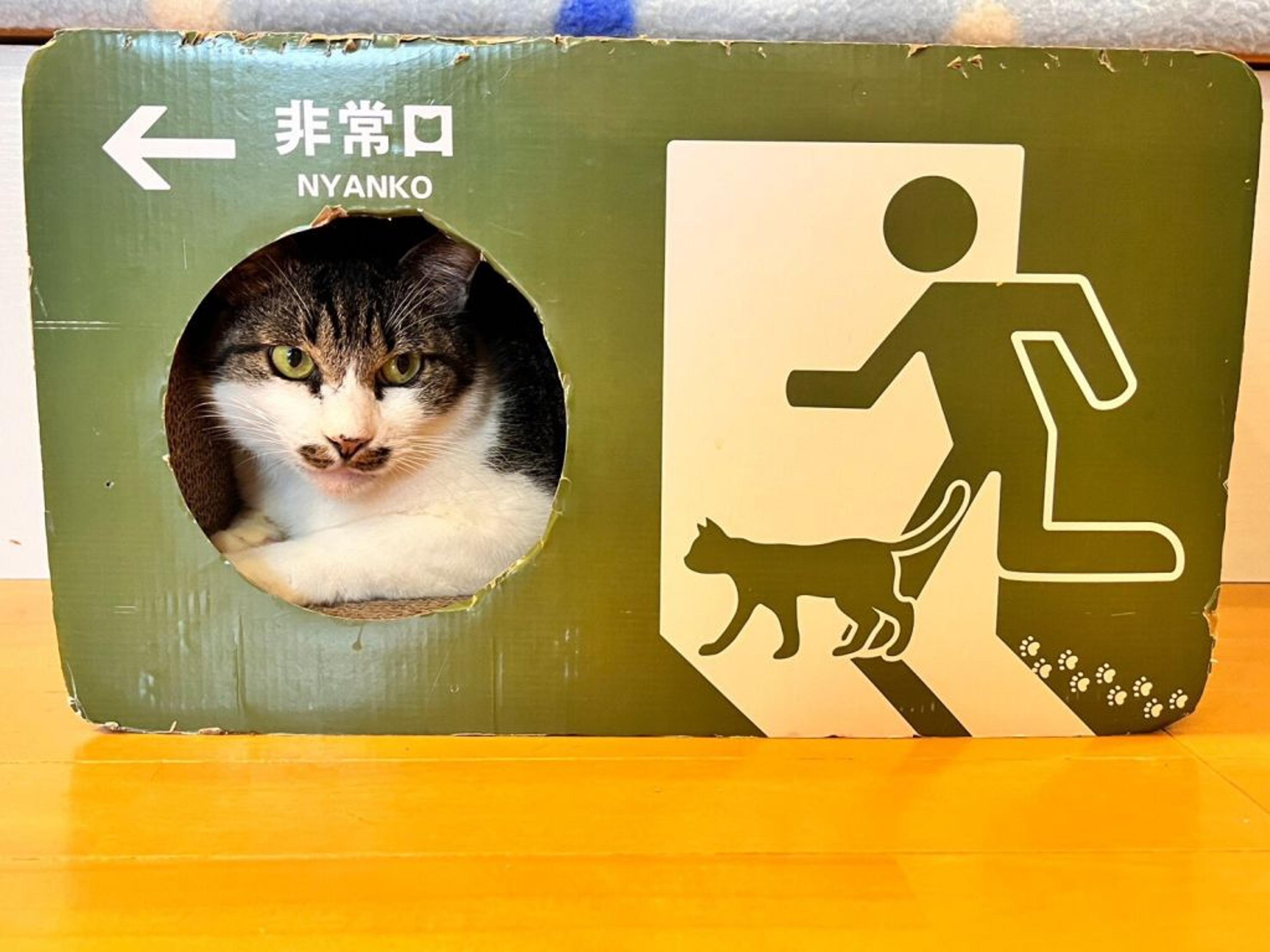 pet-image-5
