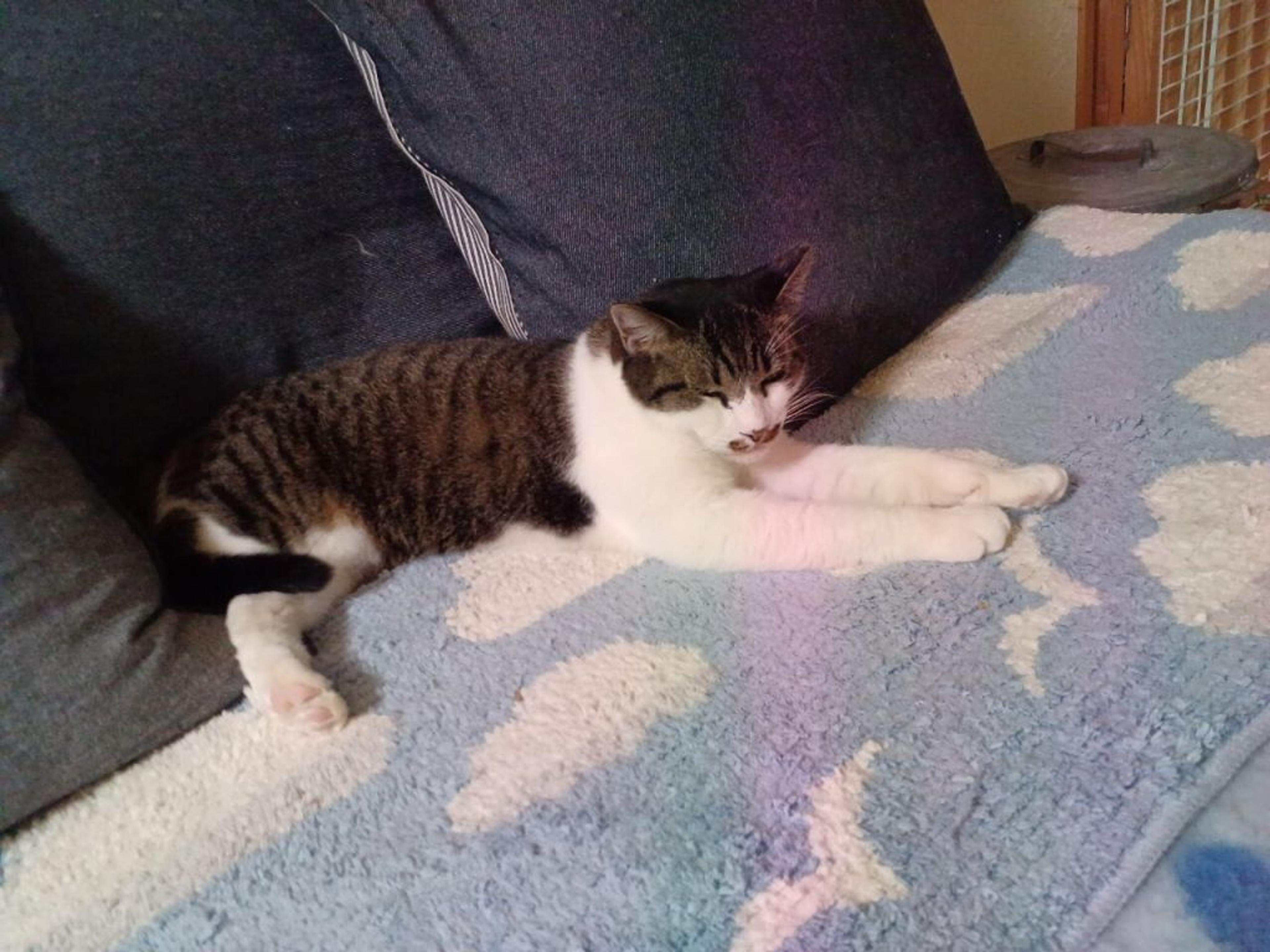 pet-image-8