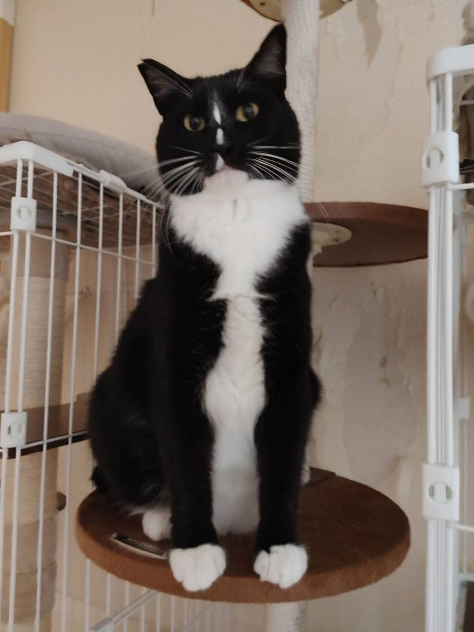 雑種（ミックス猫）・オスの里親募集の写真