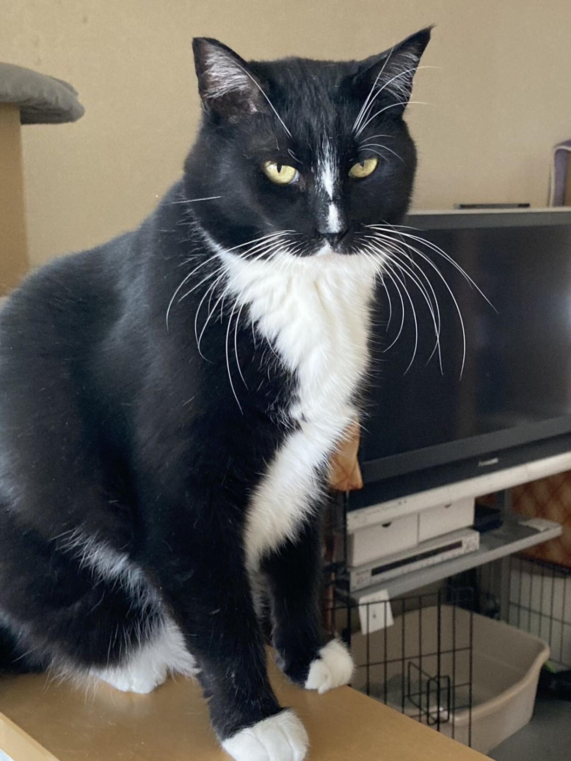 pet-image-2