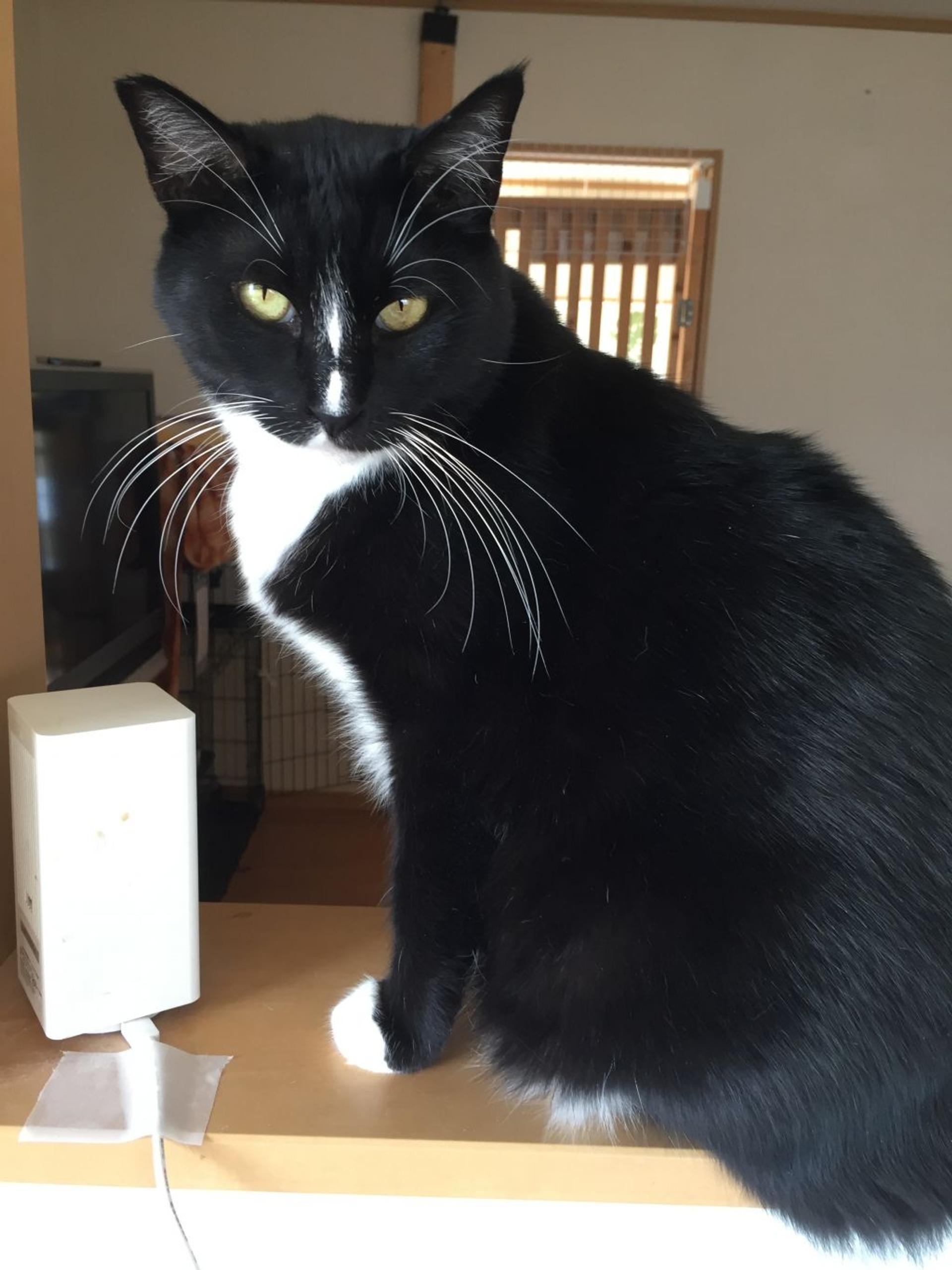 pet-image-3