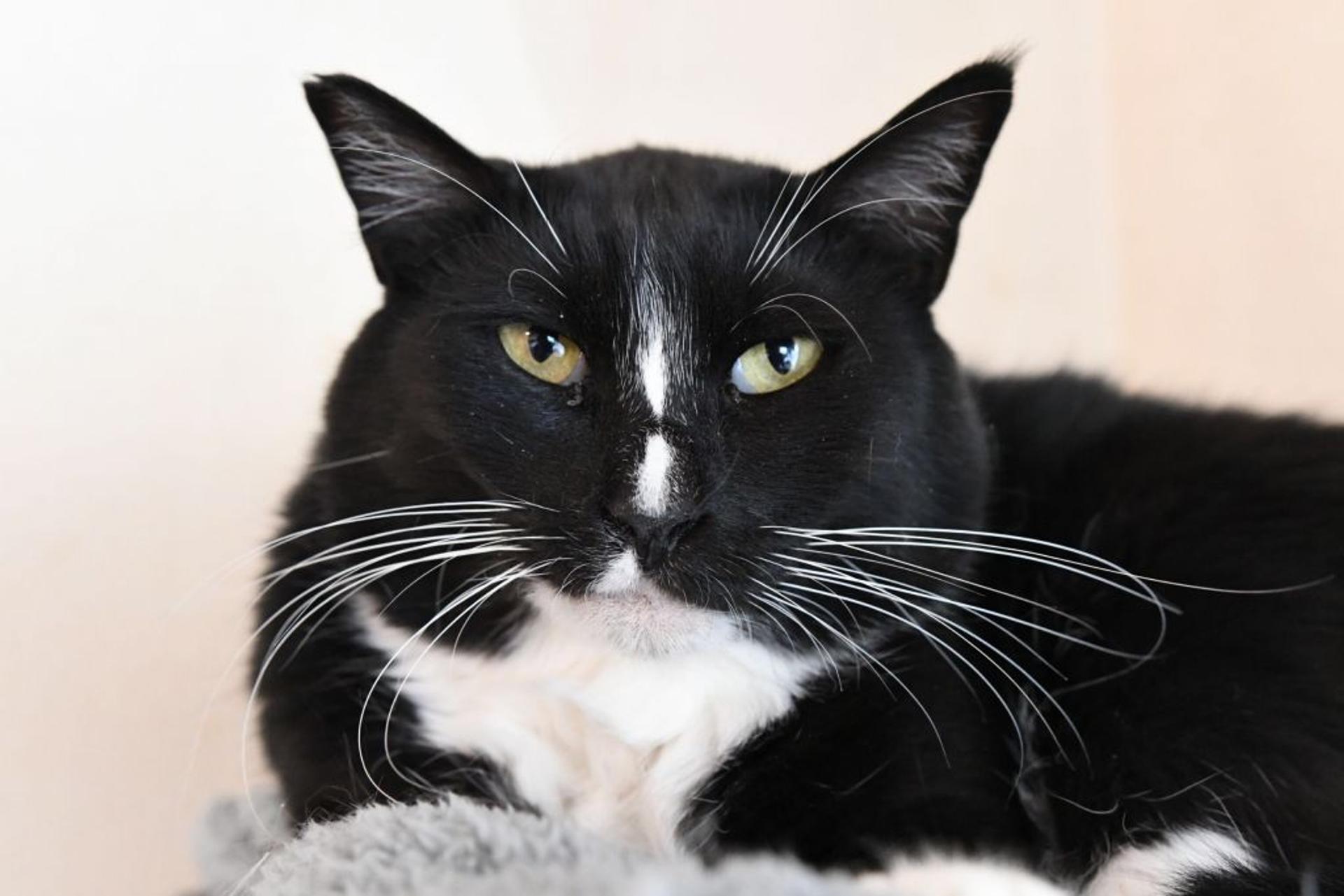 pet-image-5