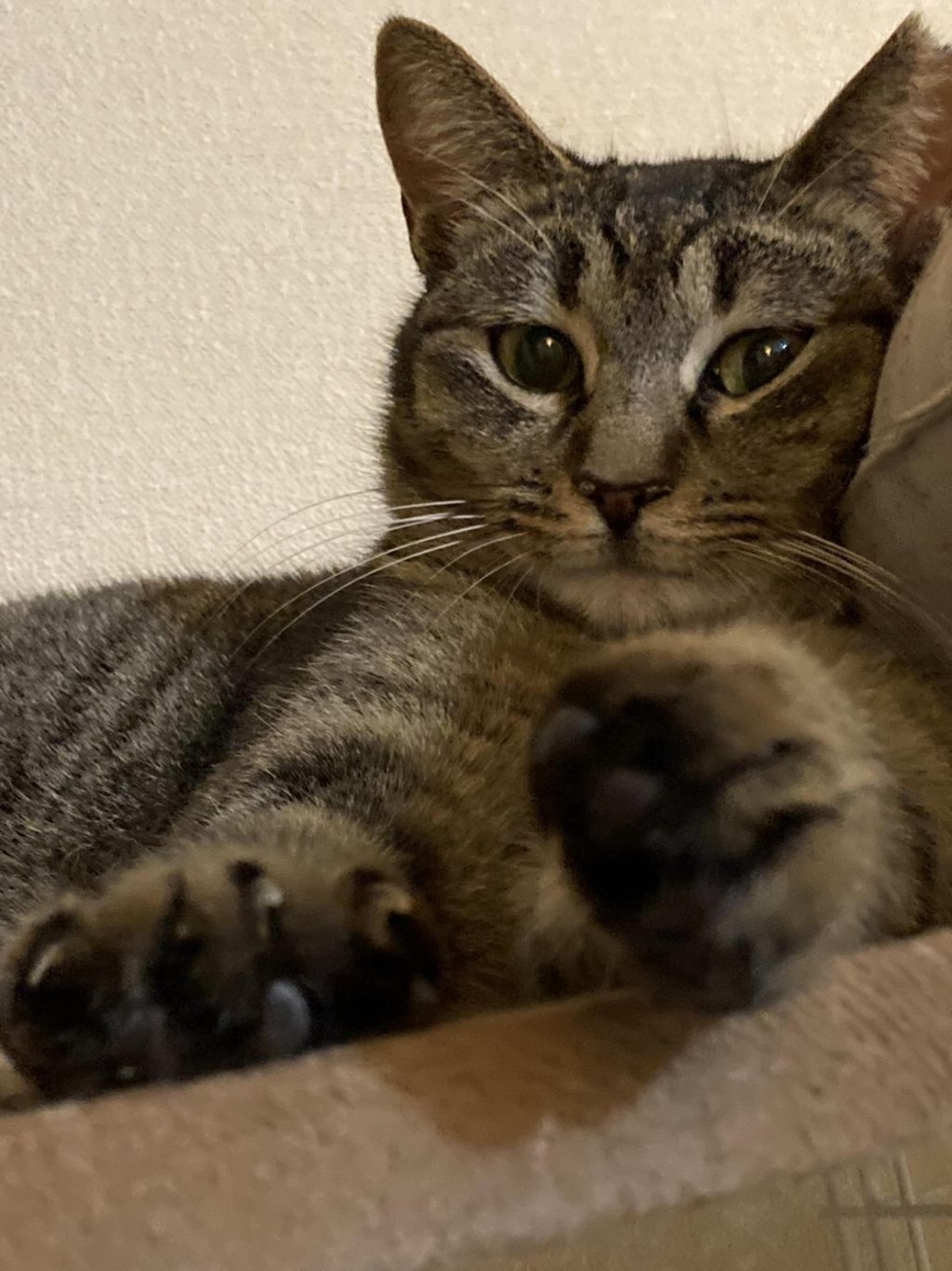 pet-image-2