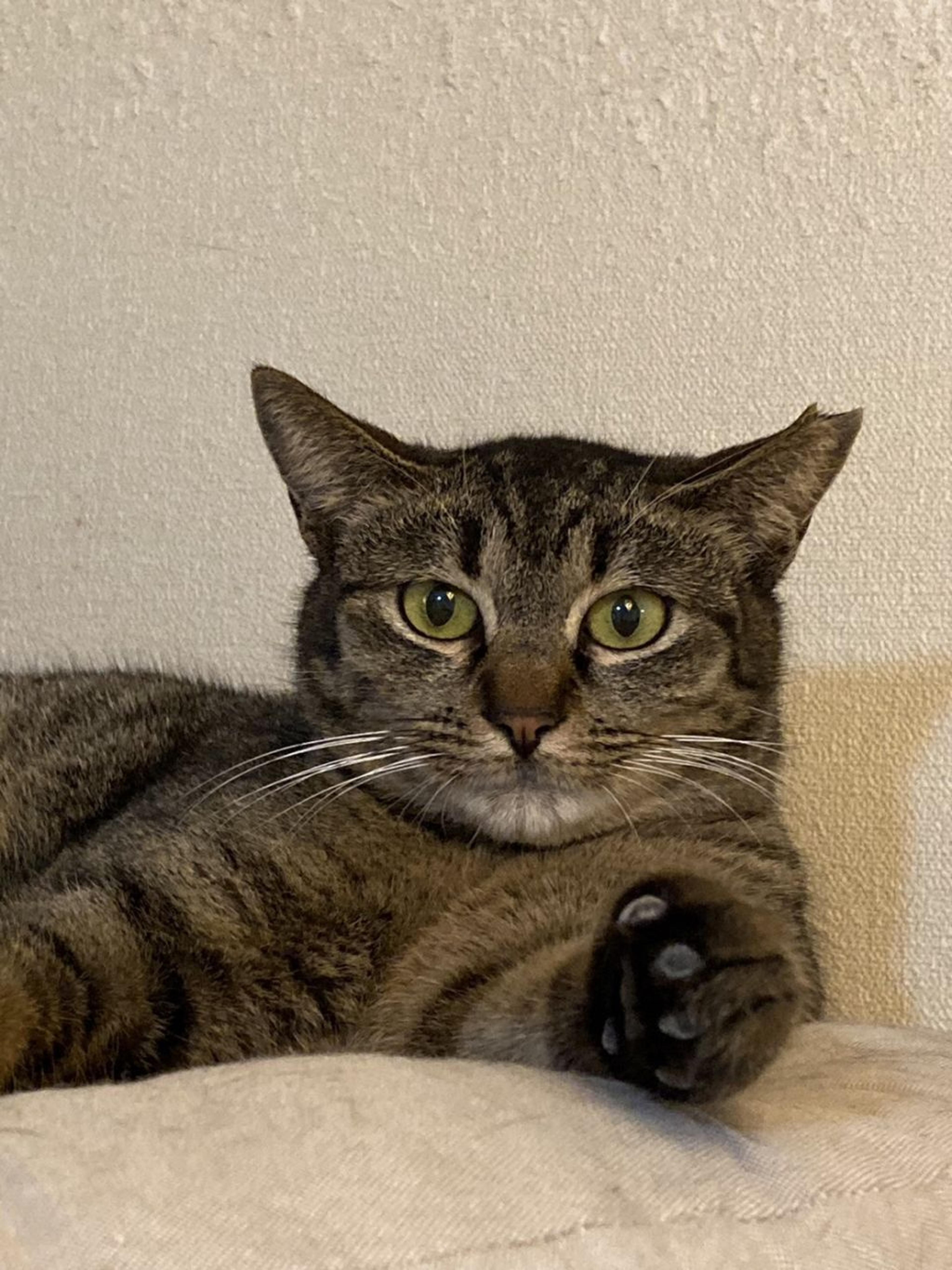 pet-image-3