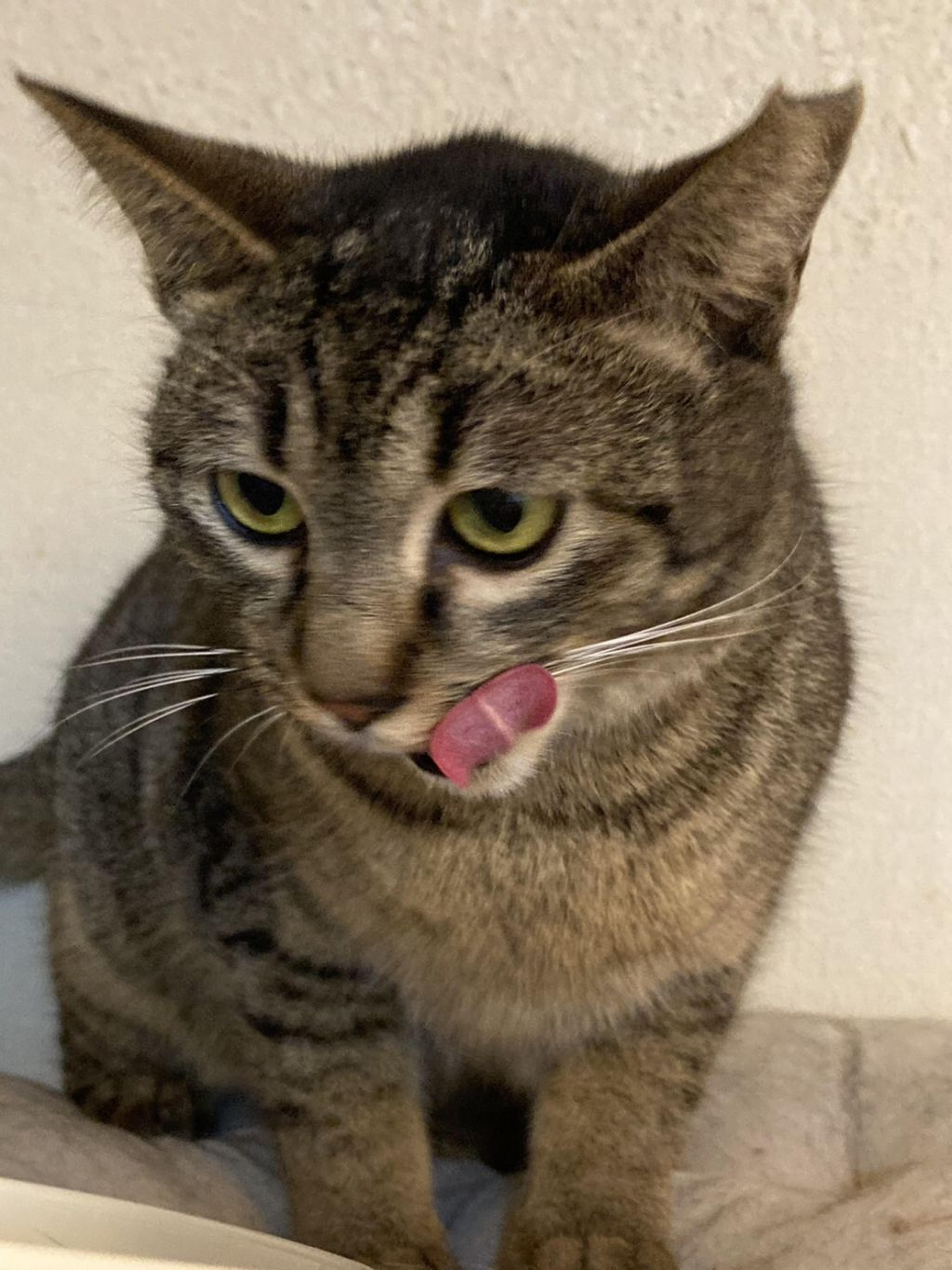 pet-image-4